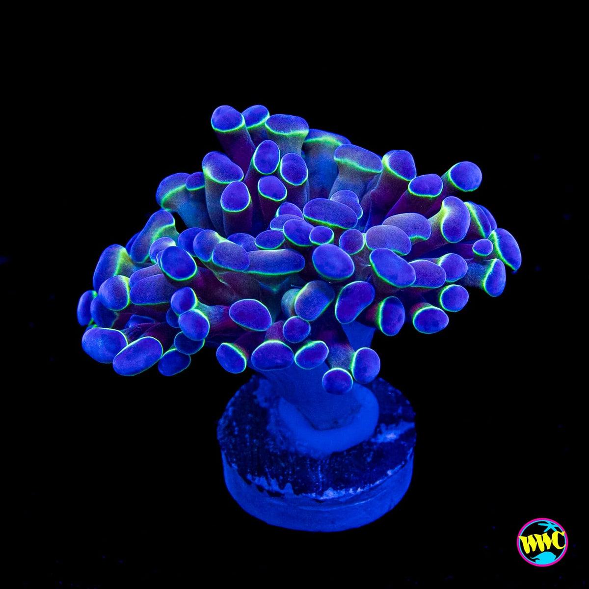 Hologram Branching Hammer