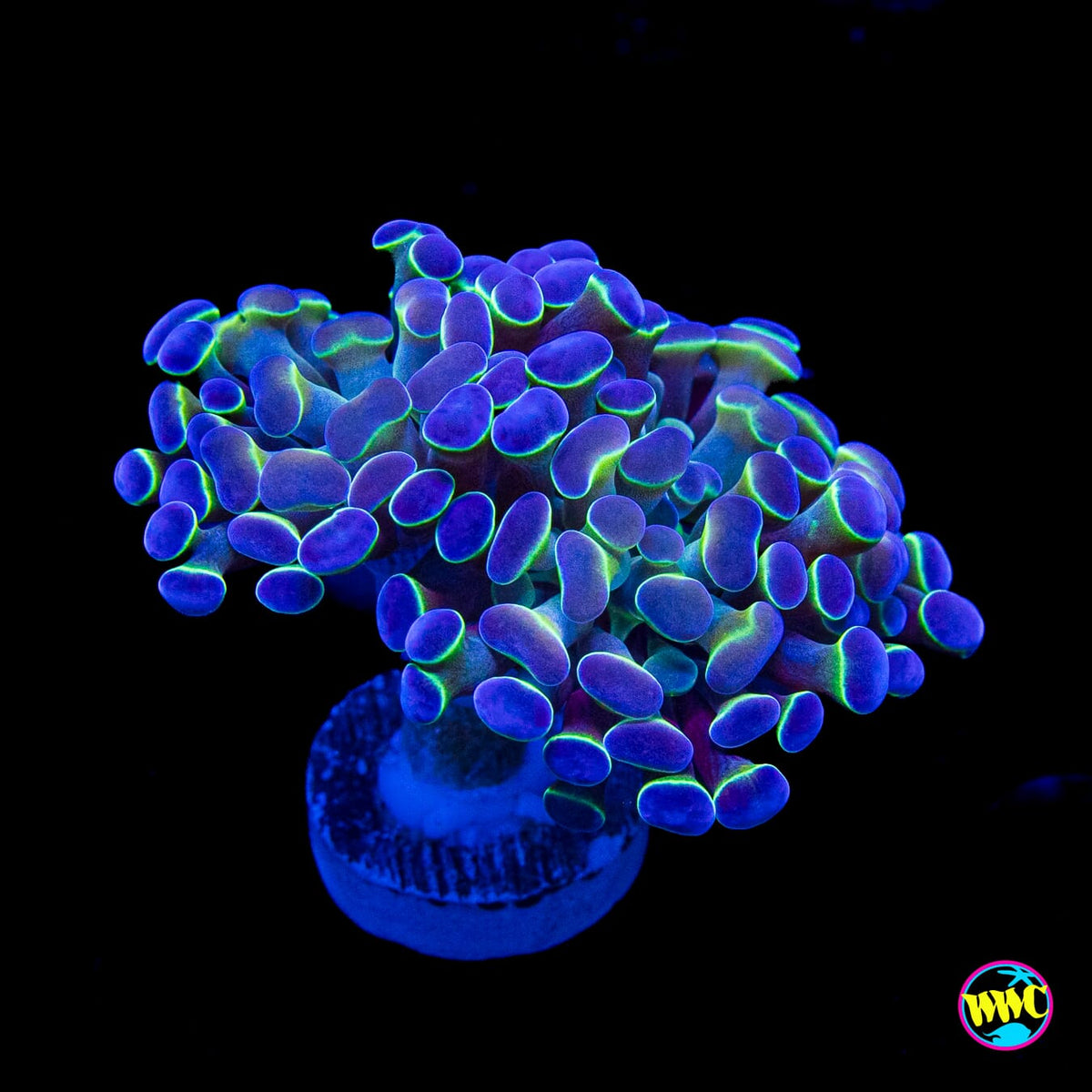 Hologram Branching Hammer
