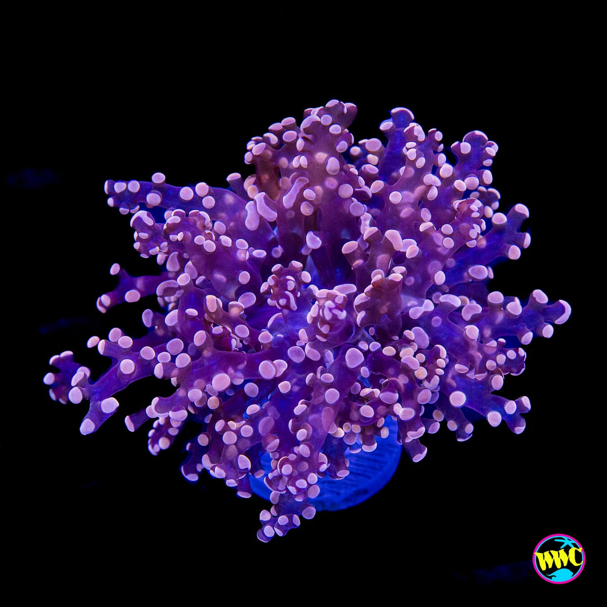 Peach Tipped Branching Frogspawn