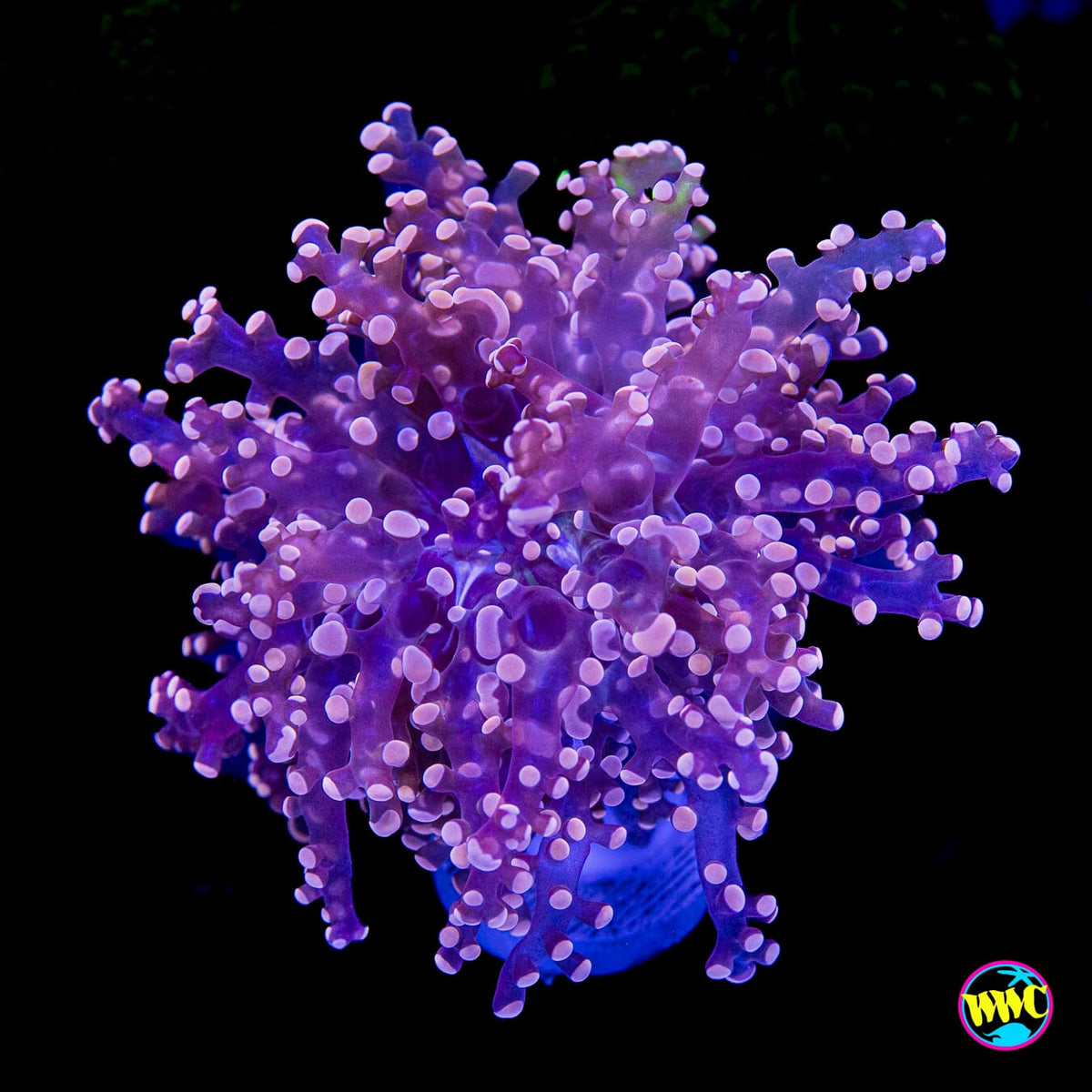 Peach Tipped Branching Frogspawn