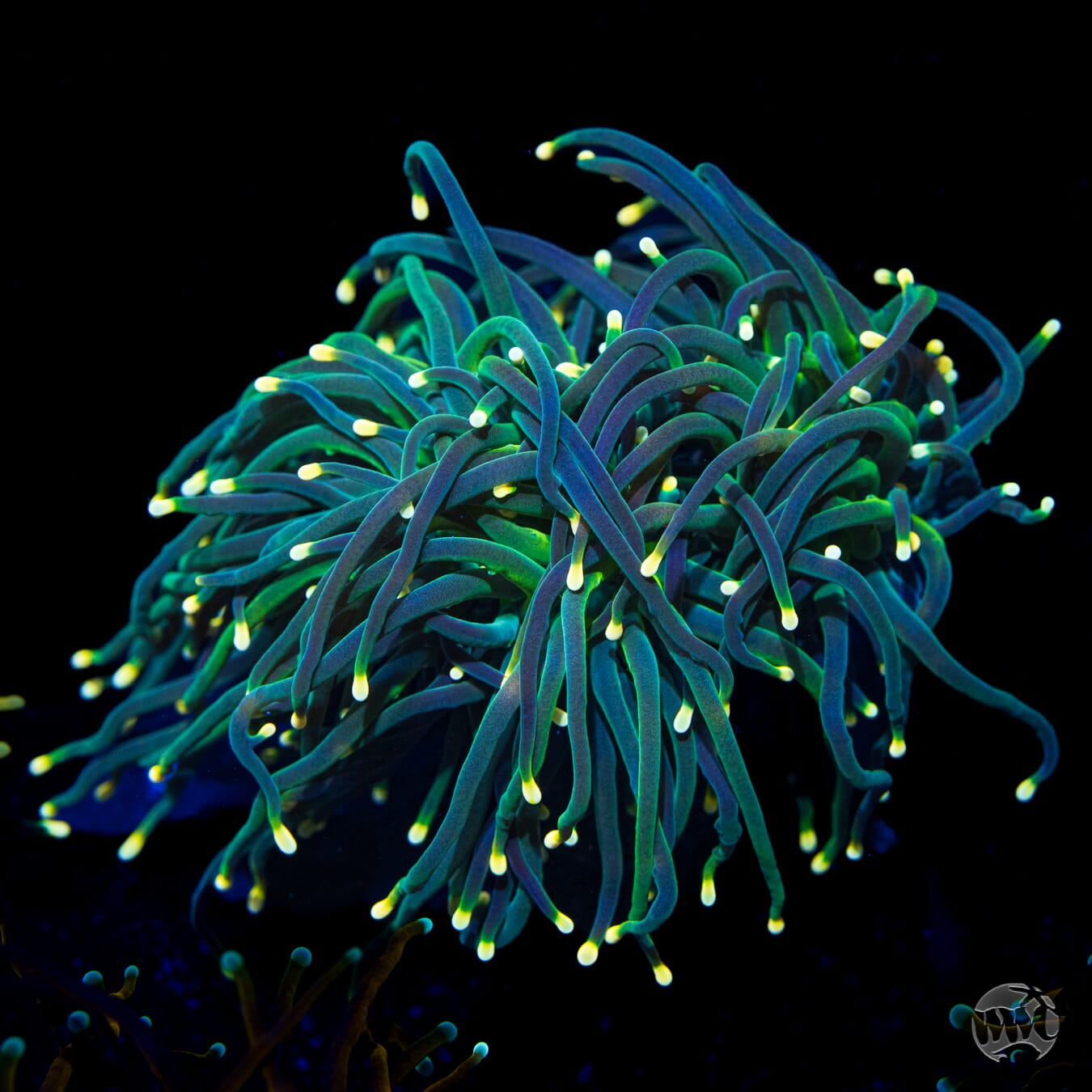 Yellow Tipped Torch