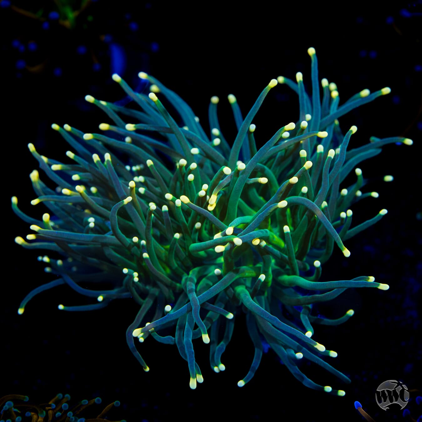 Yellow Tipped Torch