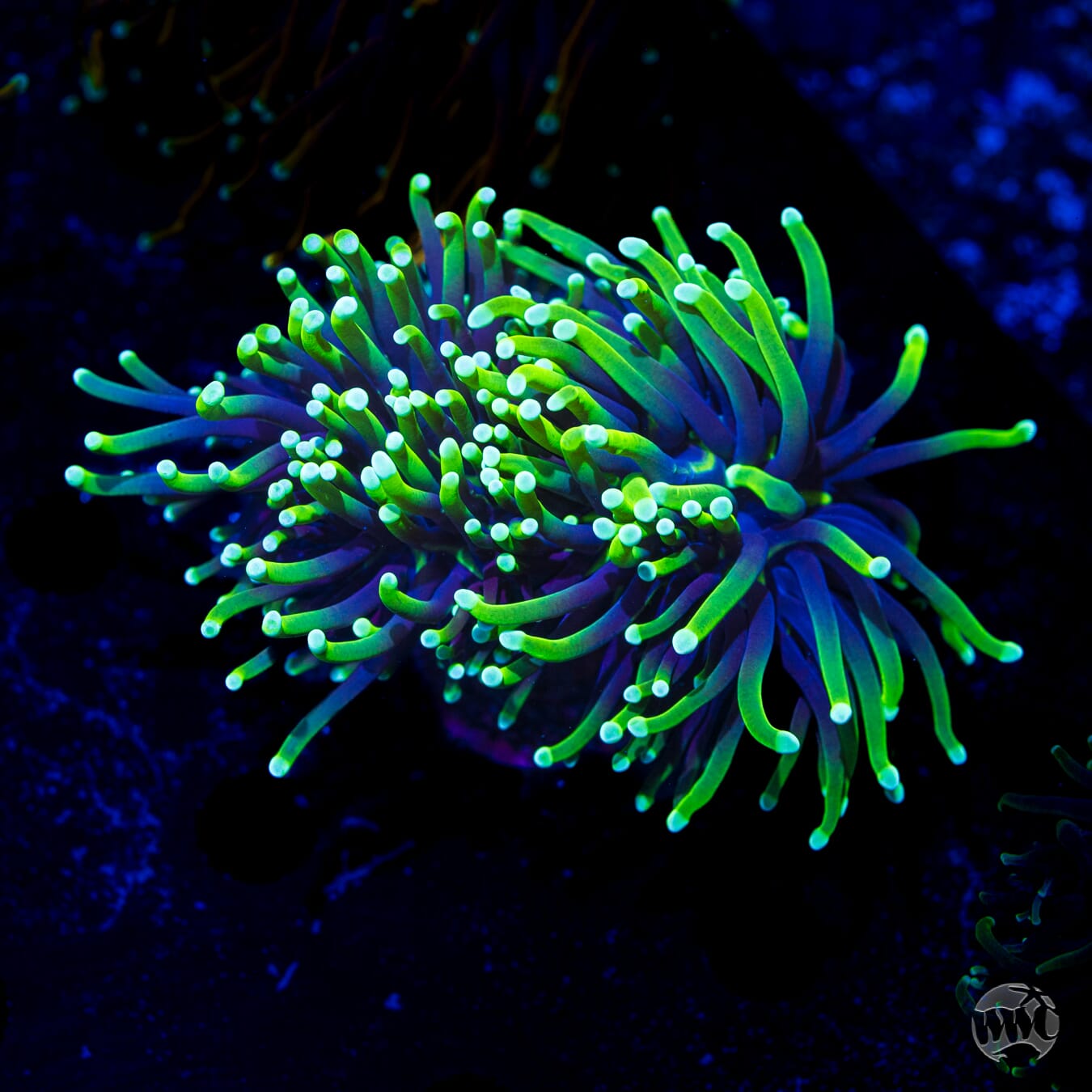 Neon Tipped Torch