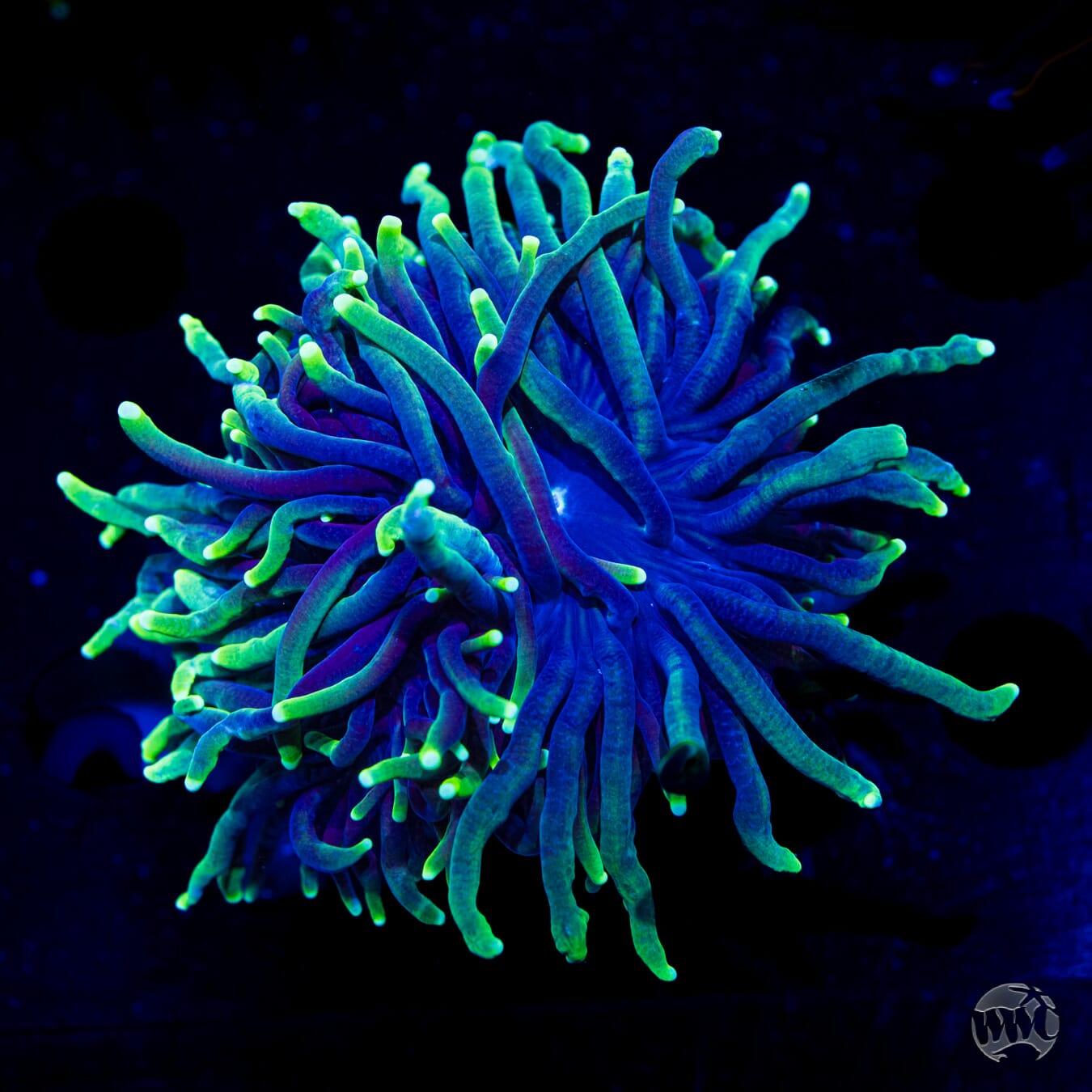 Neon Tipped Torch
