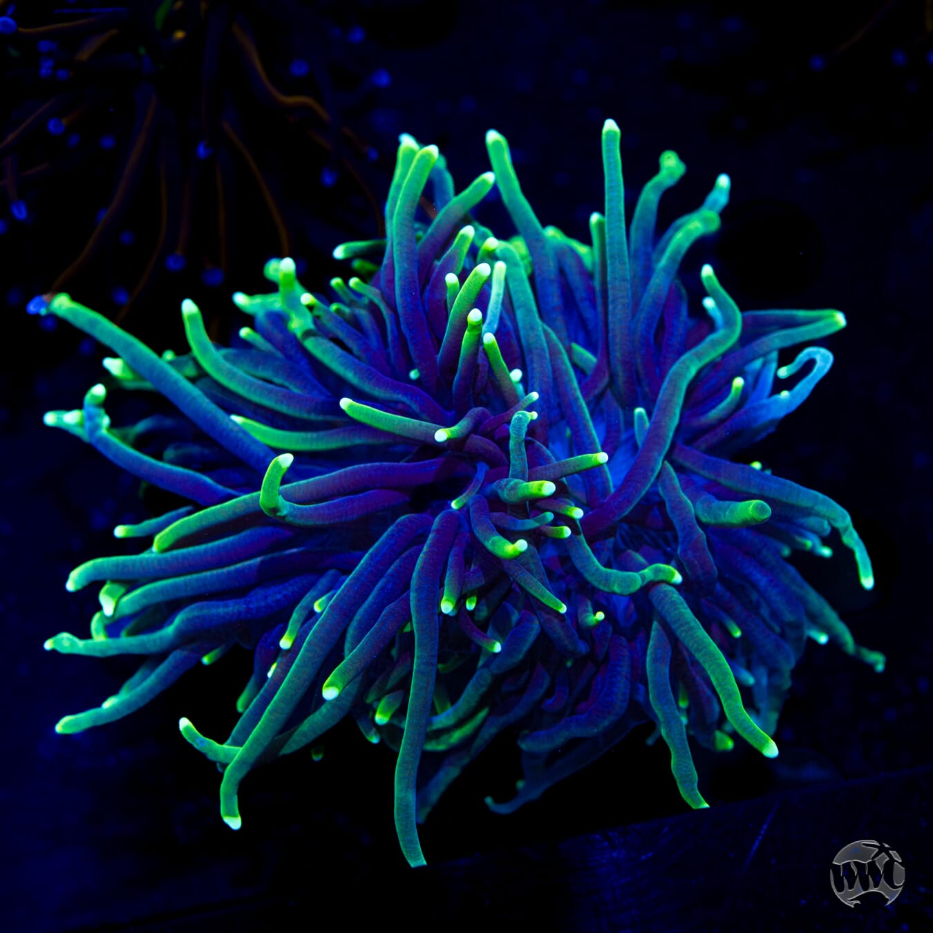 Neon Tipped Torch