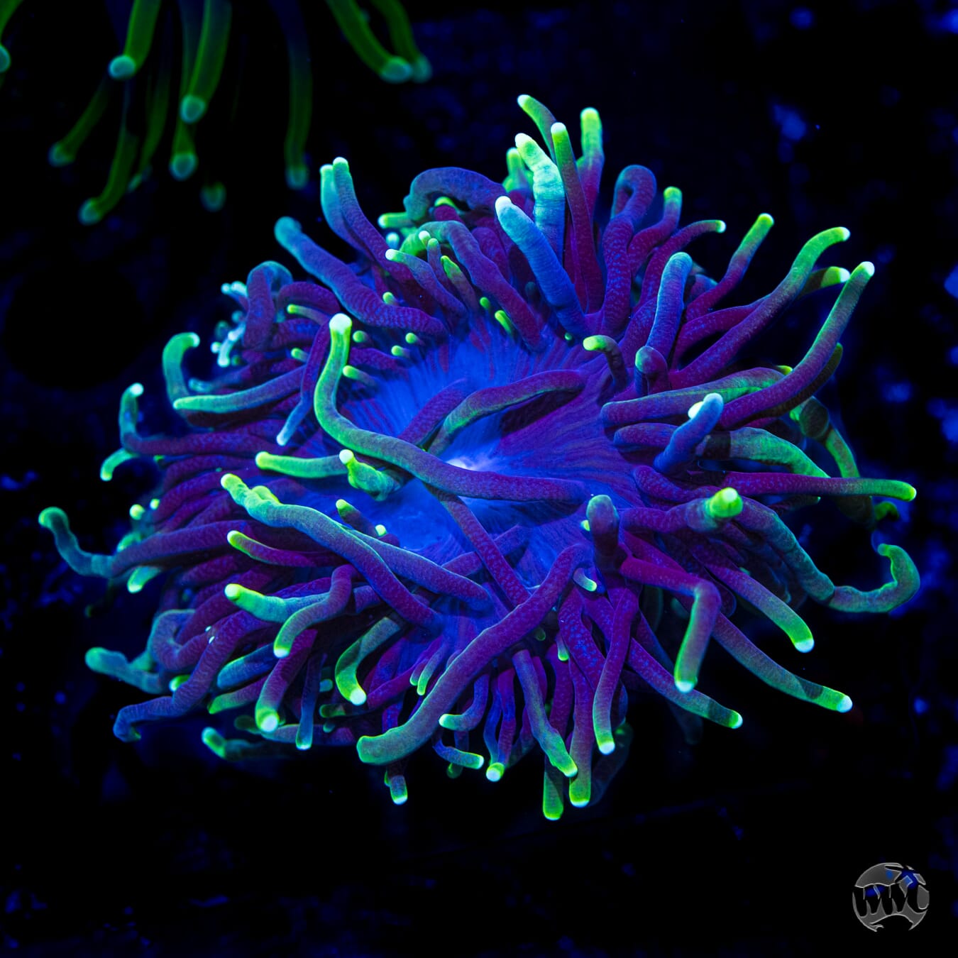 Neon Tipped Torch