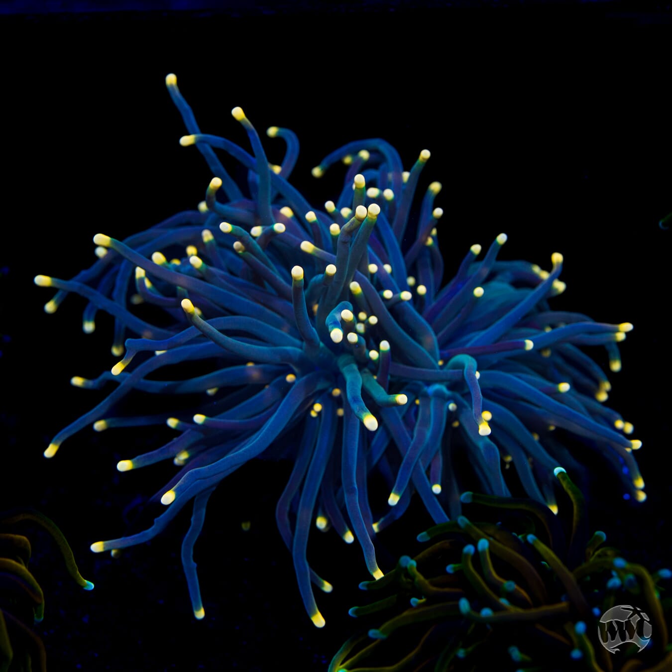 Star Gazer Torch