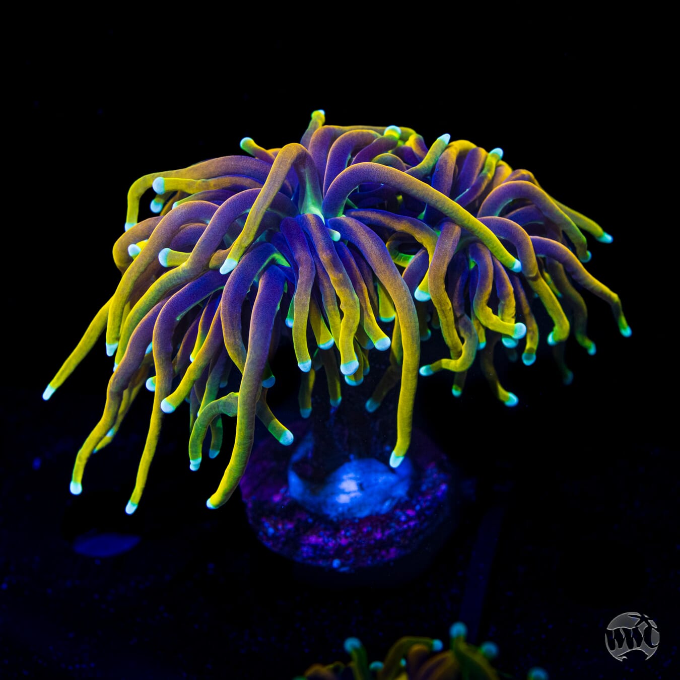 Juicy Fruit Torch