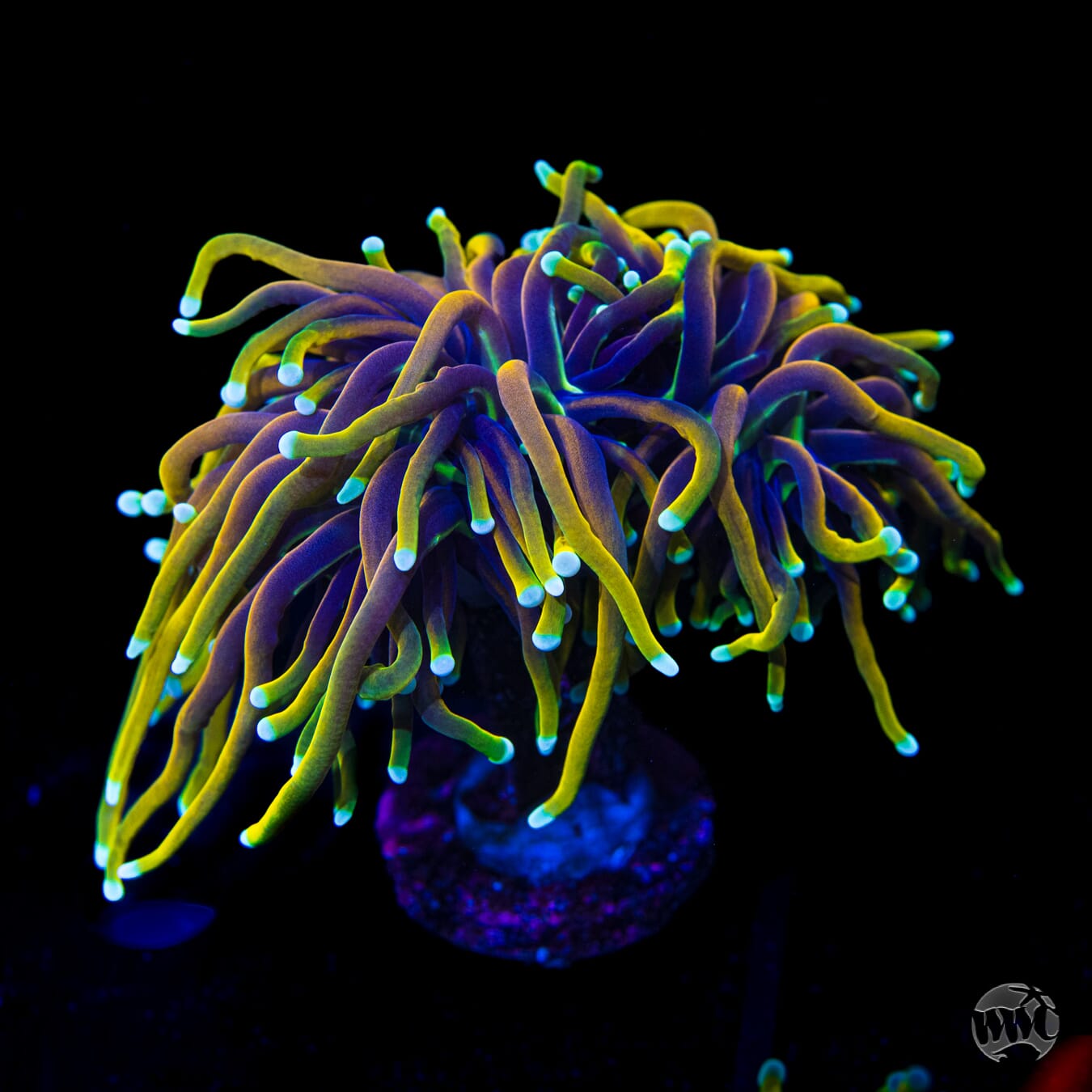 Juicy Fruit Torch