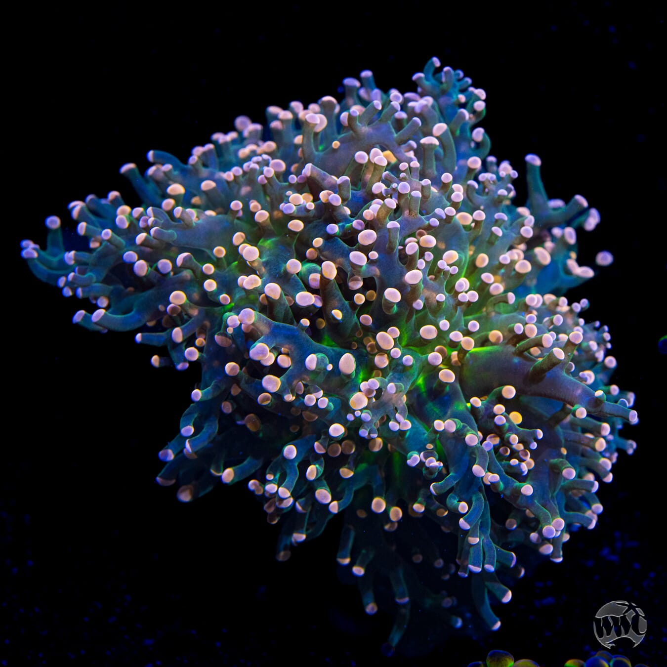 Peach Tipped Branching Frogspawn