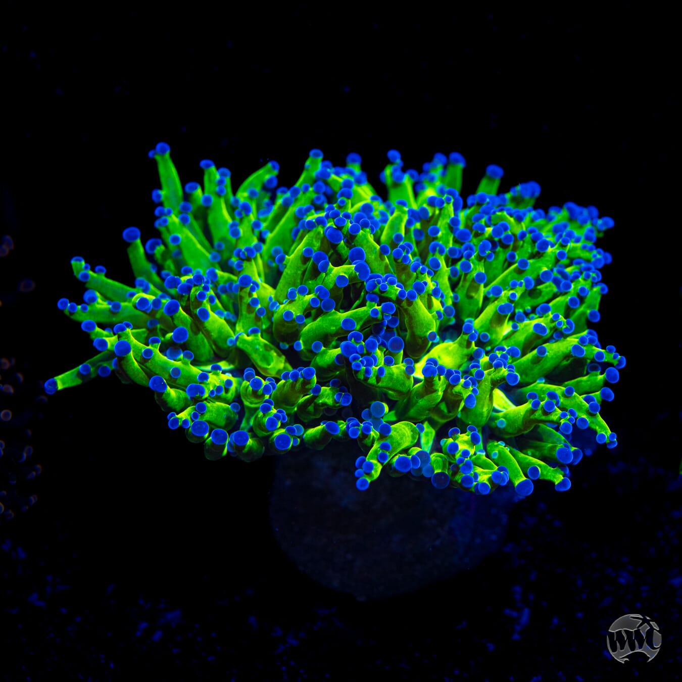 Bicolor Branching Frogspawn