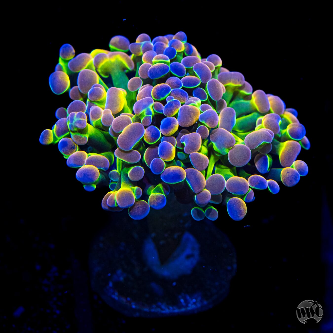 Holy Grail Branching Hammer