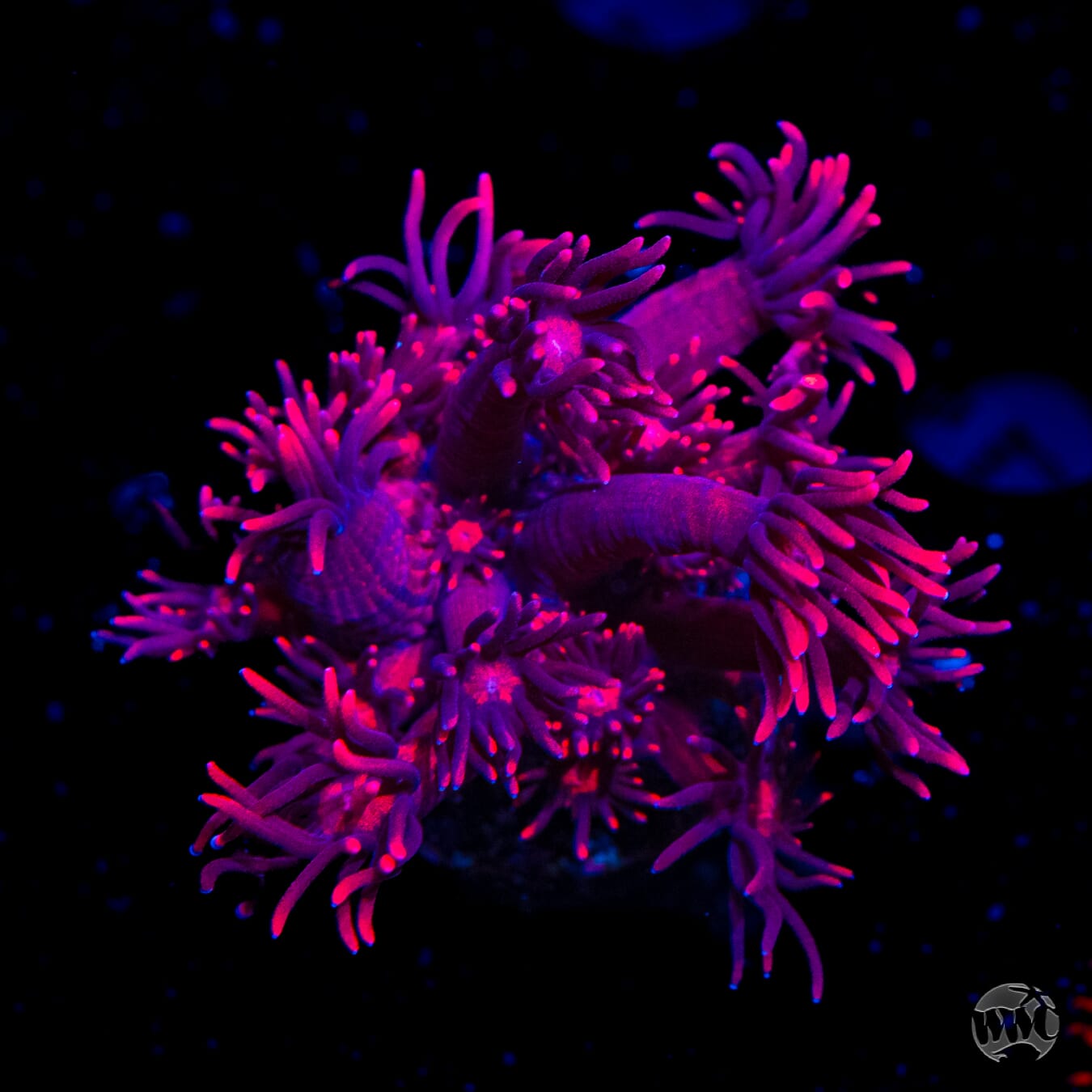 Ragin Rojo Goniopora