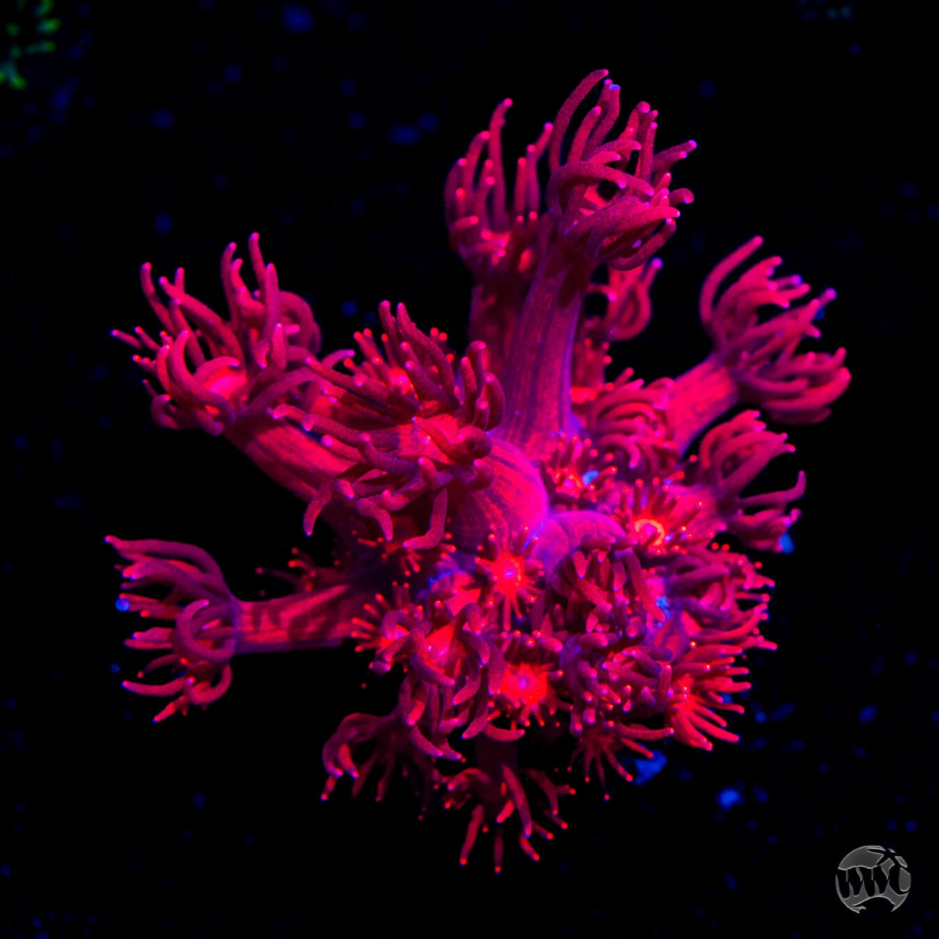 WWC Cherry Red Goniopora