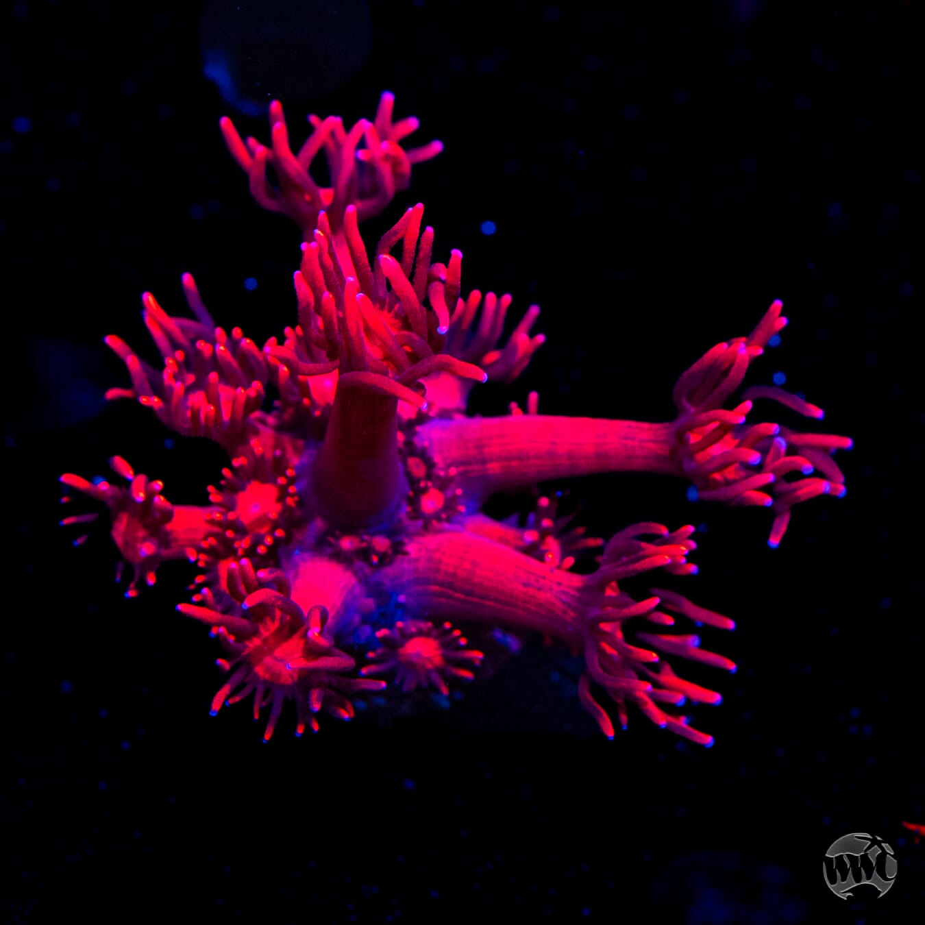 Ragin Rojo Goniopora