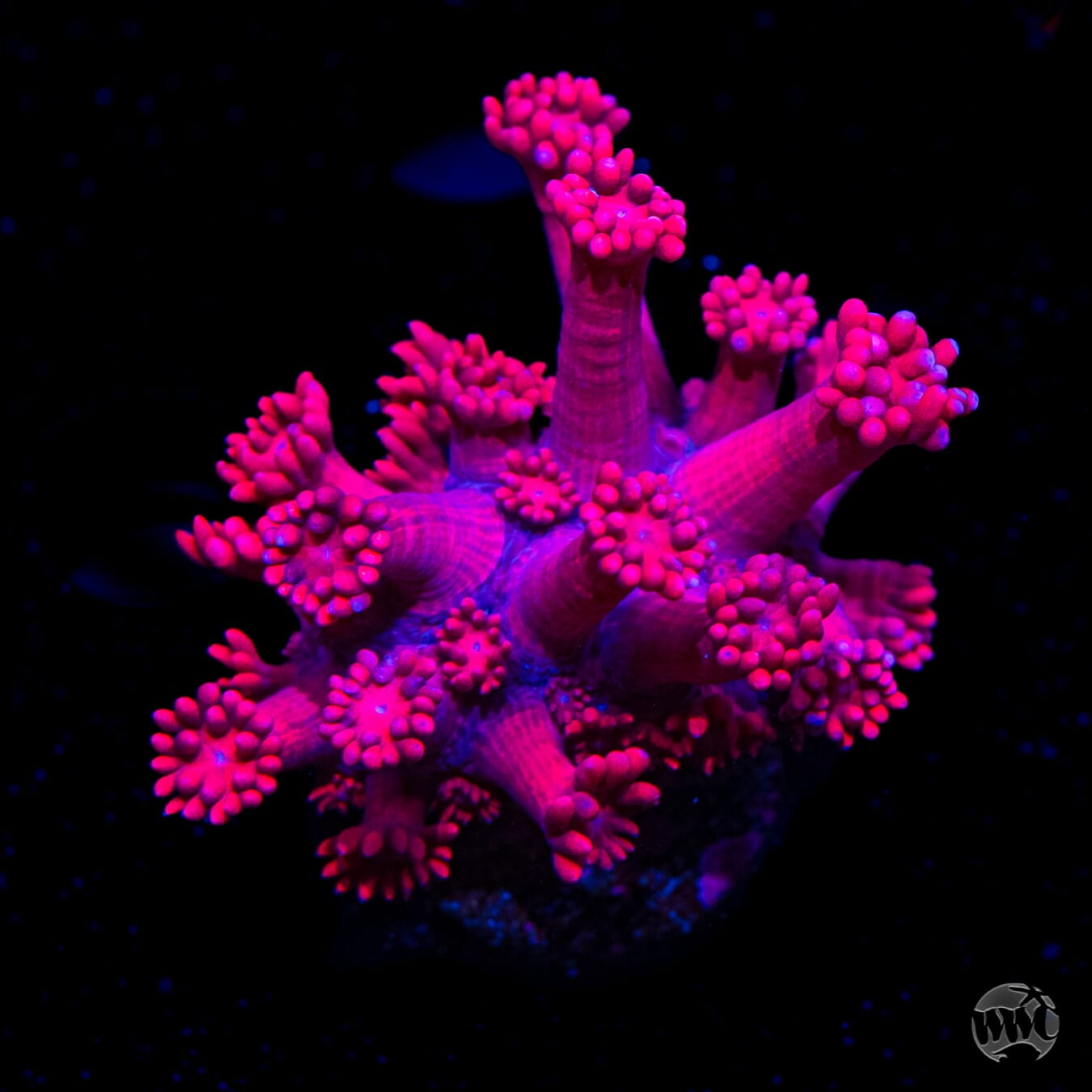 WWC Cherry Red Goniopora