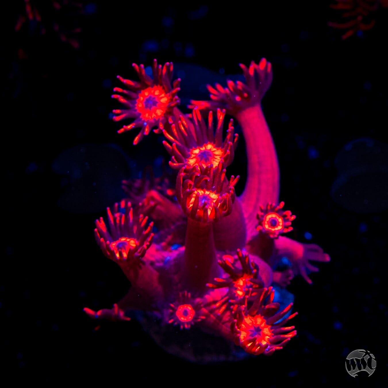 Ragin Rojo Goniopora