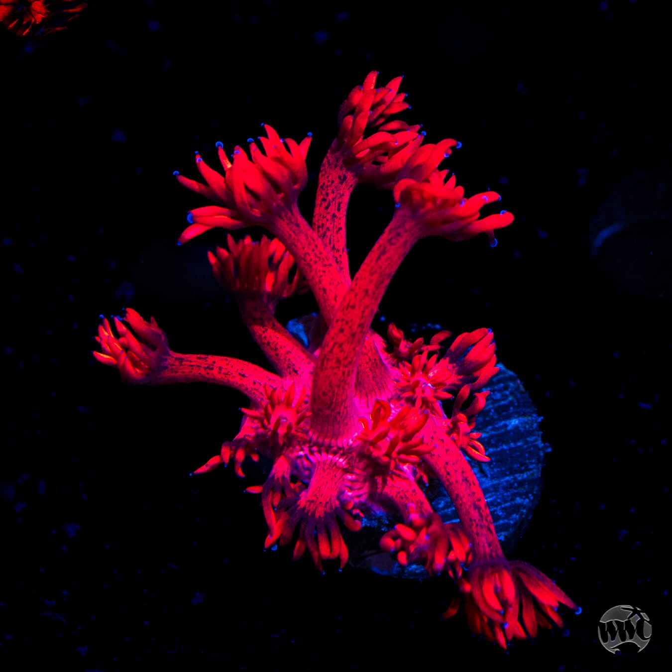 Inferno Goniopora
