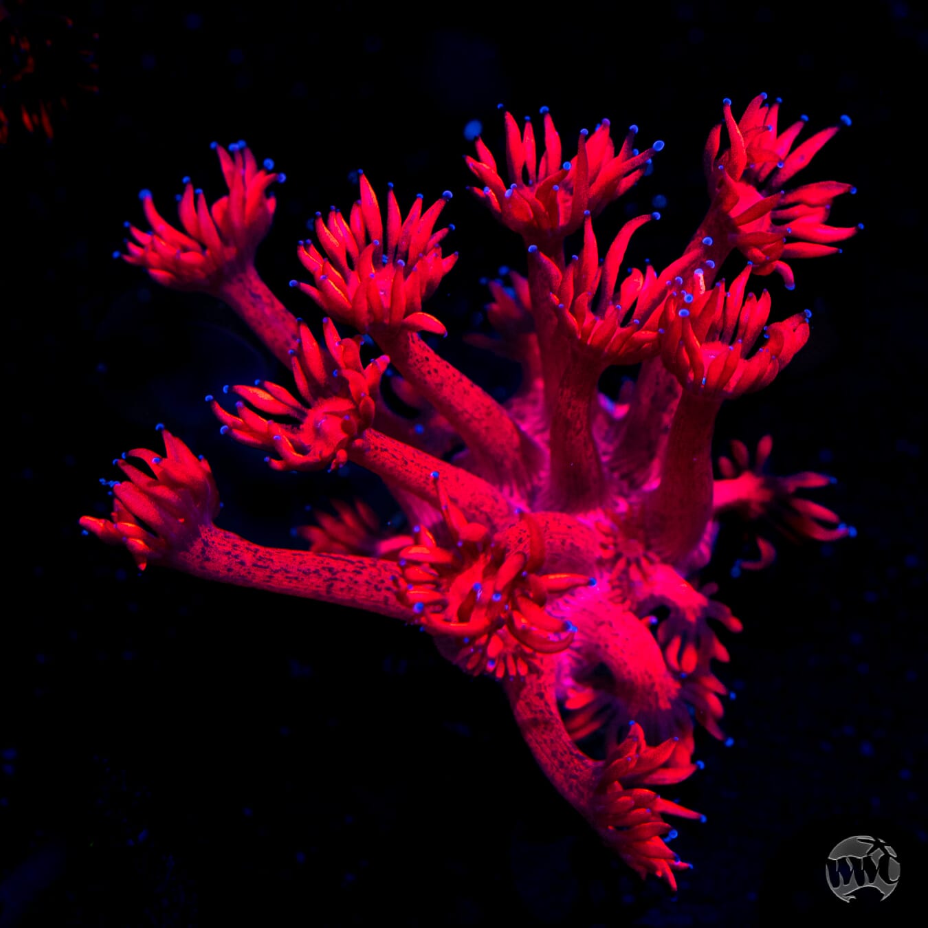 Inferno Goniopora