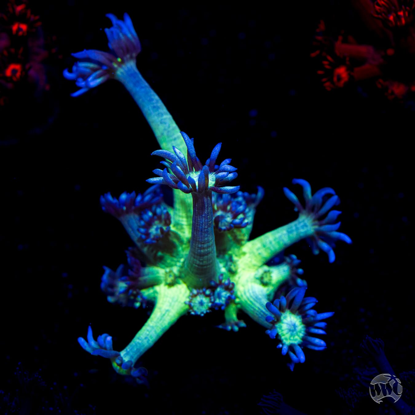 WWC Shadow Flame Goniopora