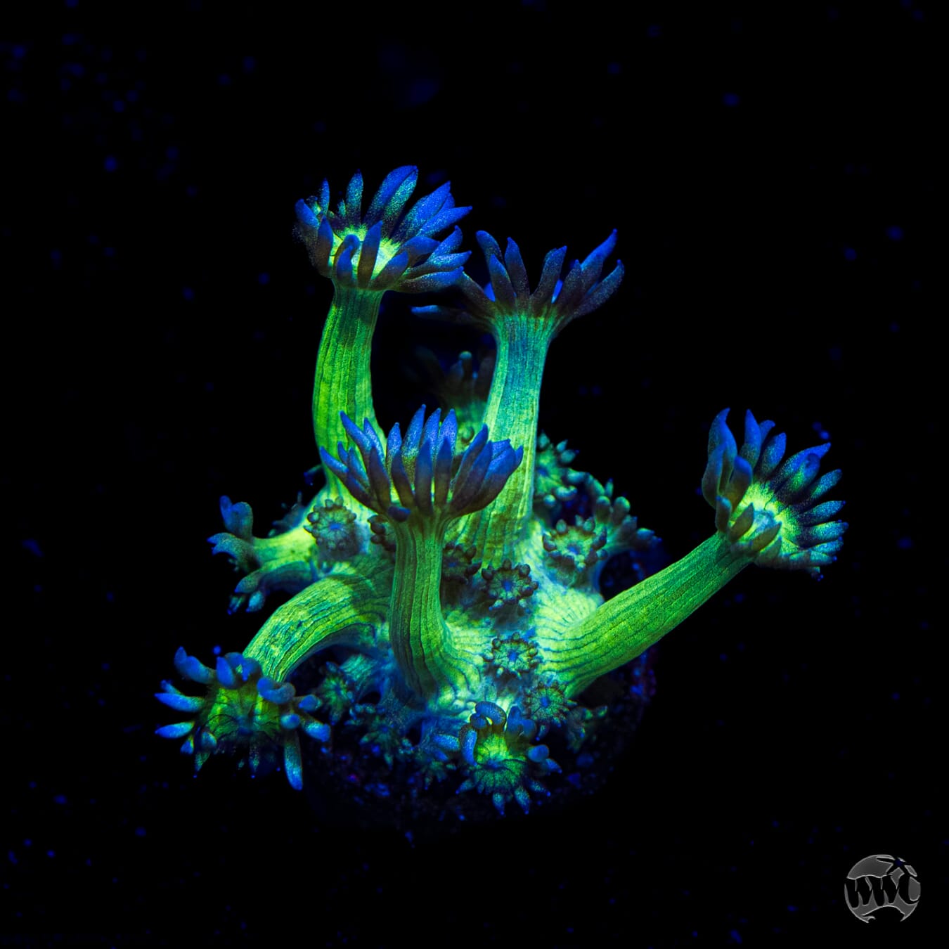 WWC Shadow Flame Goniopora