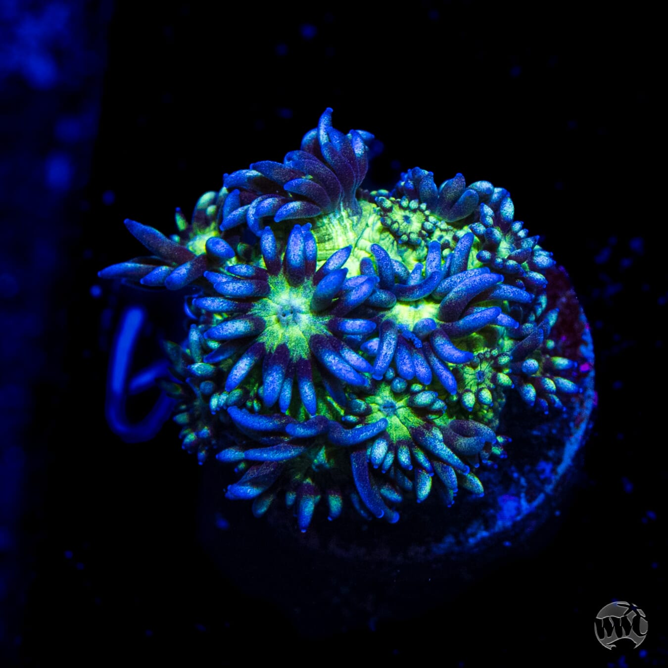 WWC Shadow Flame Goniopora