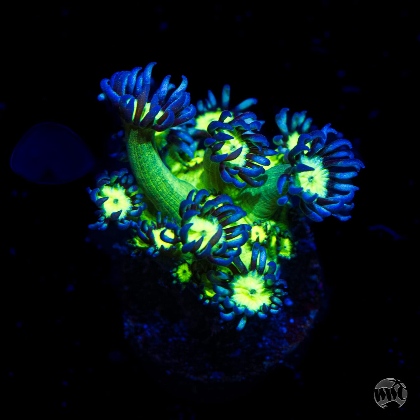 WWC Shadow Flame Goniopora