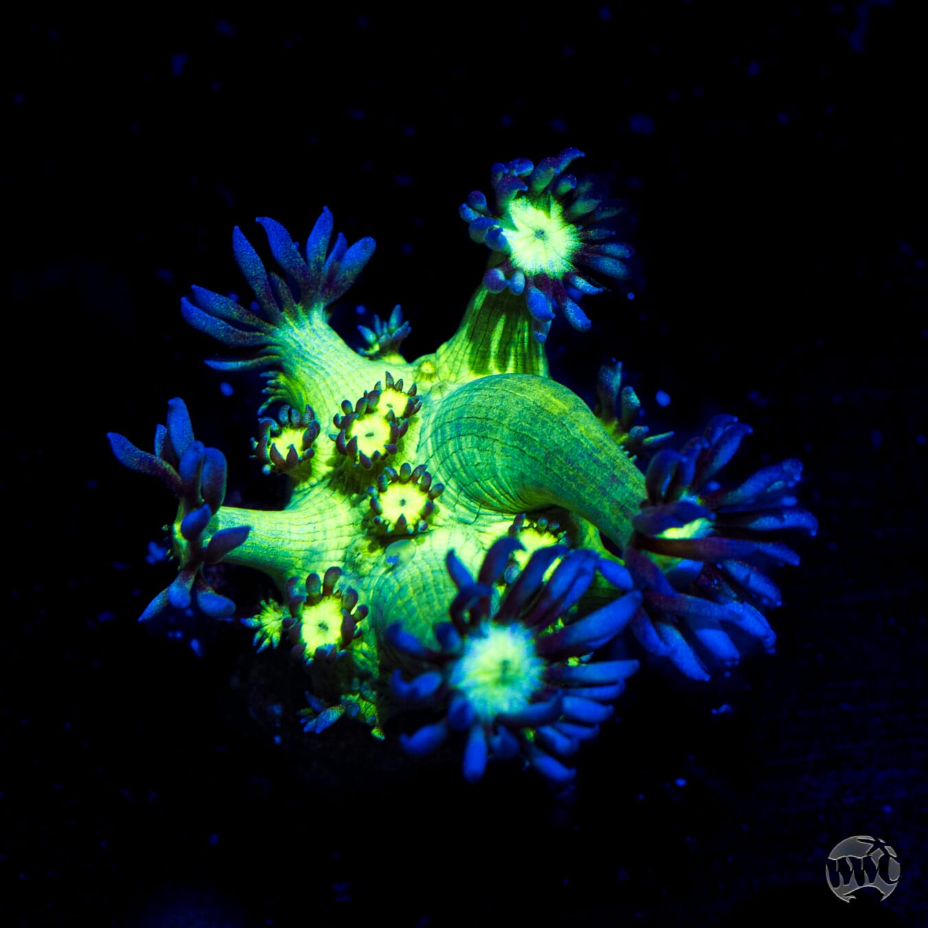 WWC Shadow Flame Goniopora