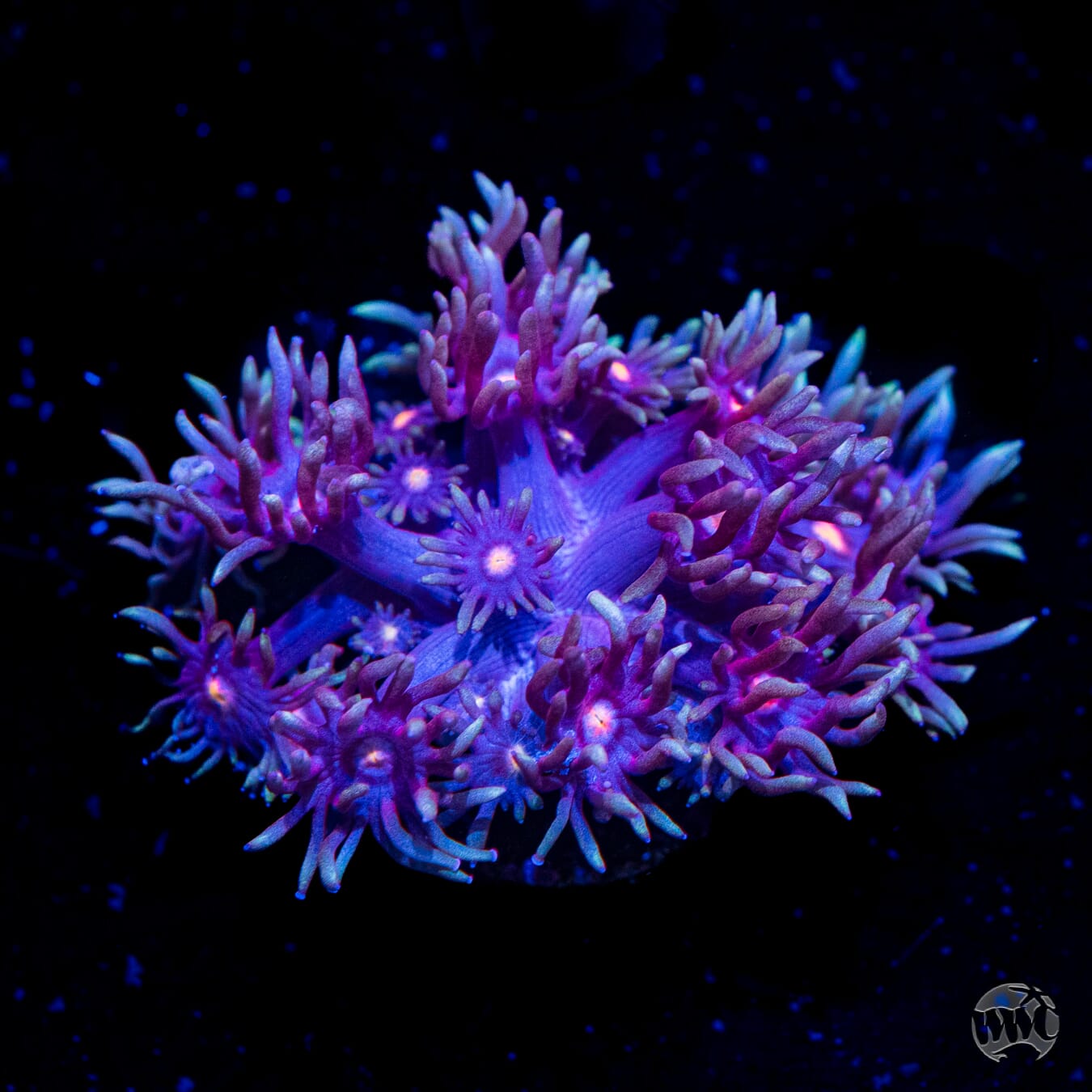 Purple Parrot Goniopora