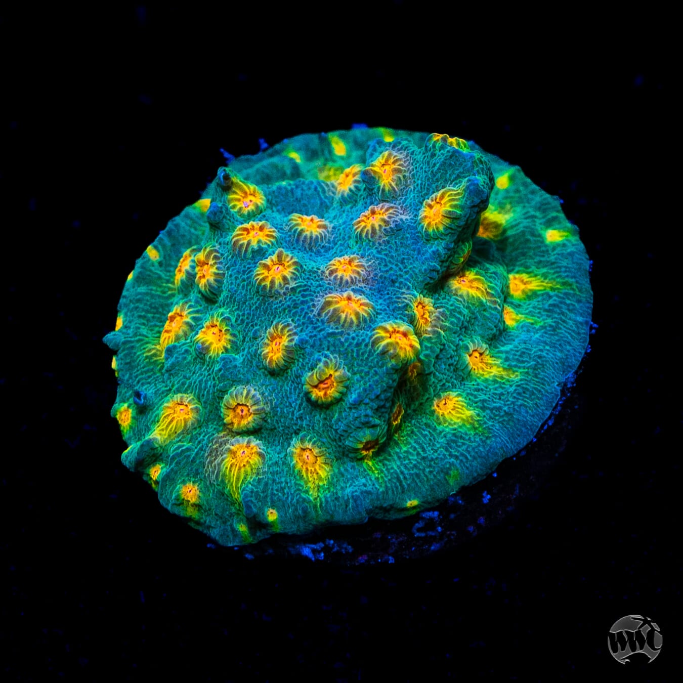 WWC Rainbow Madness Cyphastrea