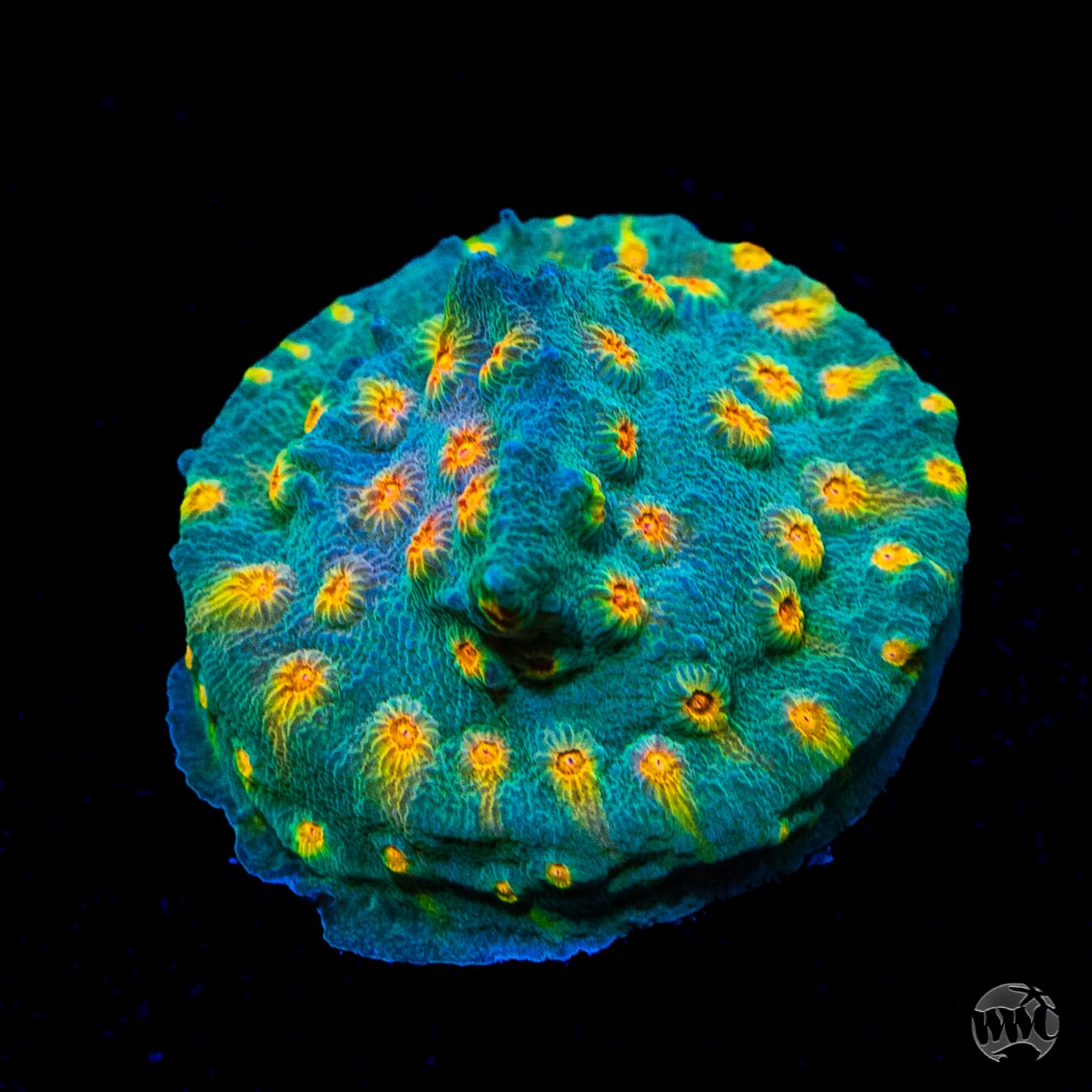 WWC Rainbow Madness Cyphastrea