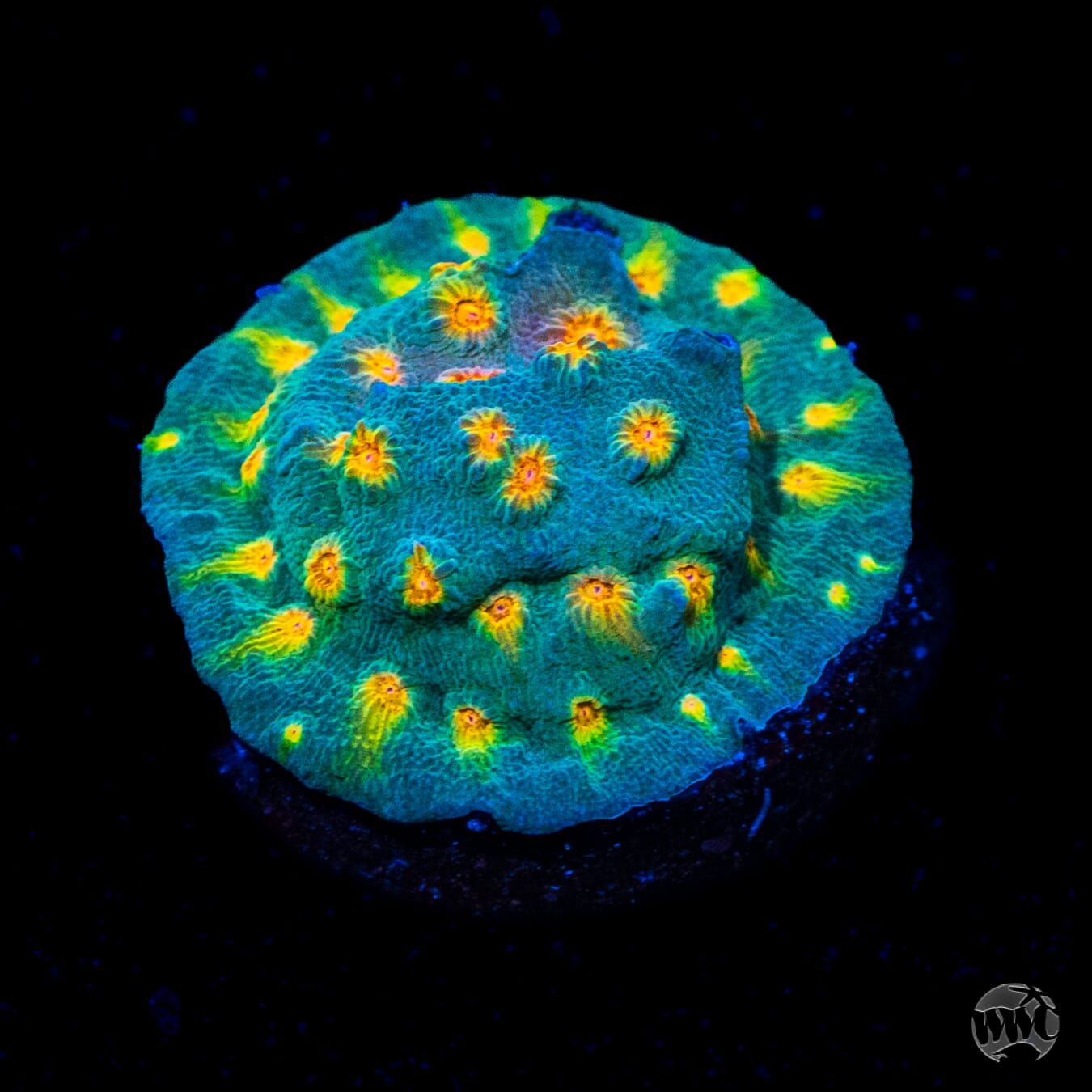 WWC Rainbow Madness Cyphastrea