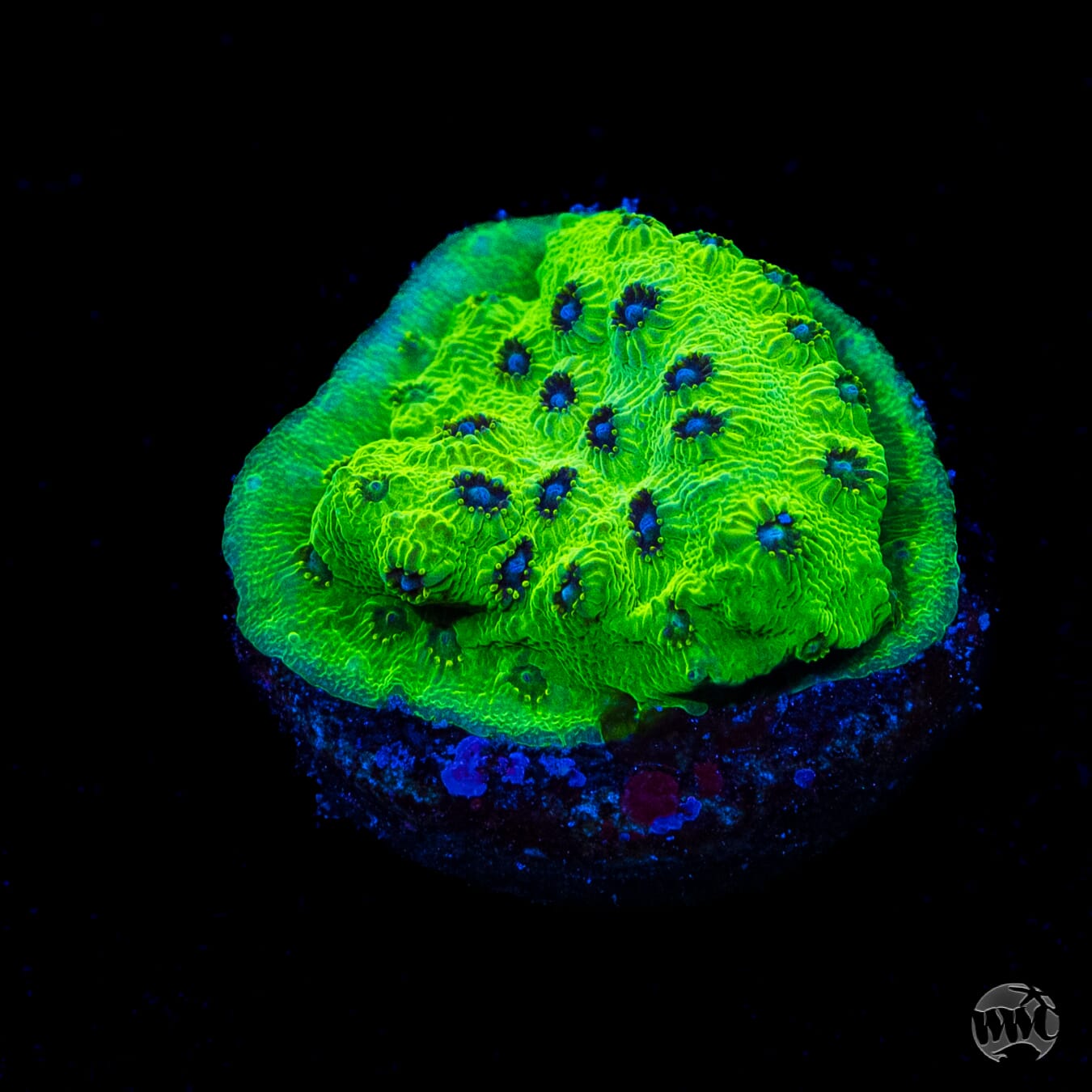 WWC Leapfrog Cyphastrea
