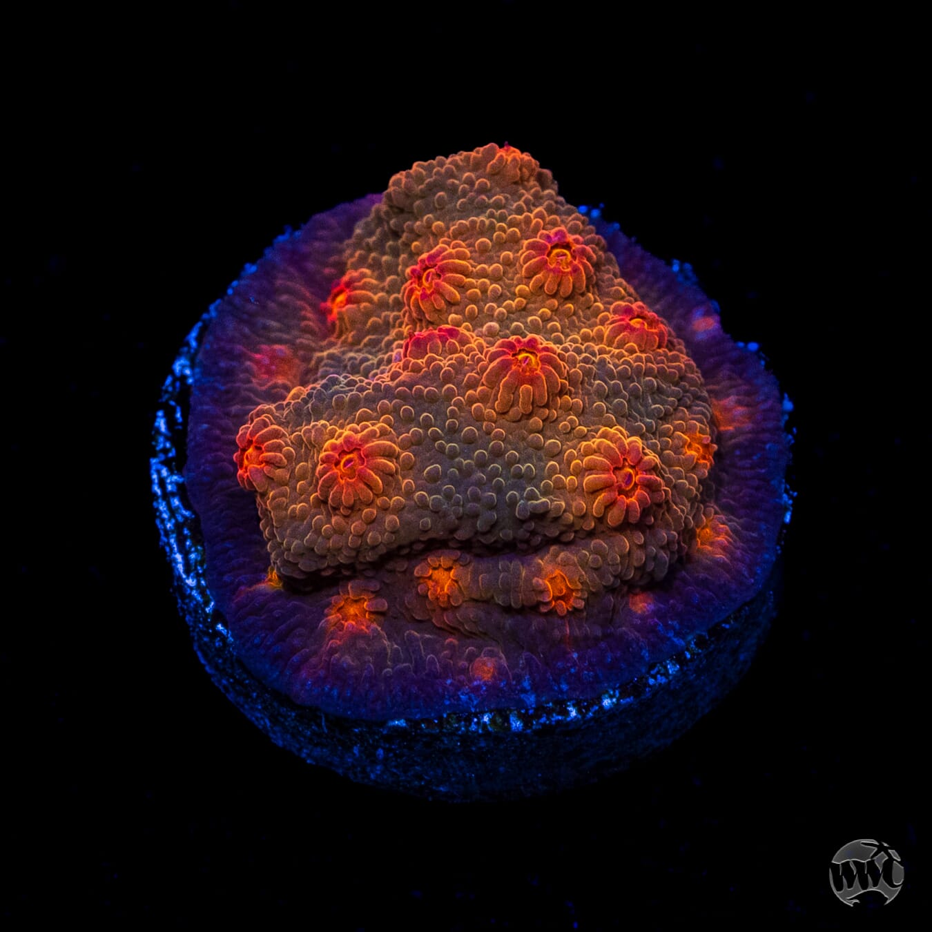 WWC Flicka Flame Cyphastrea