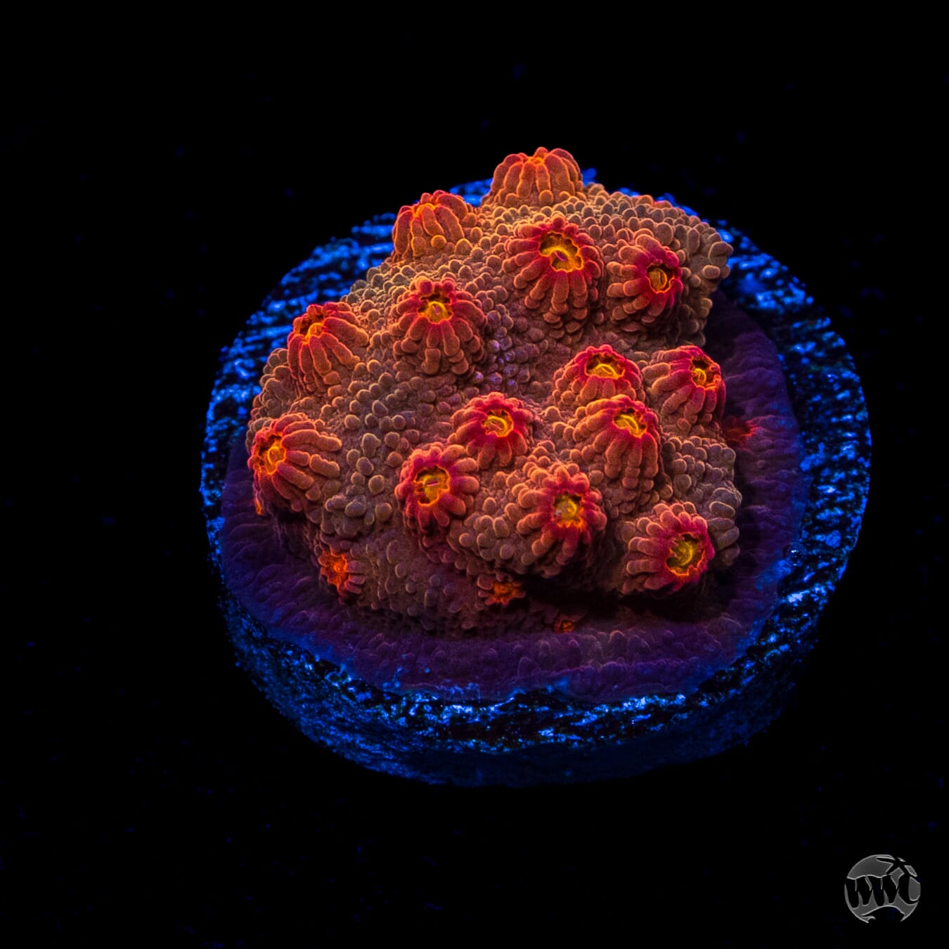 WWC Flicka Flame Cyphastrea