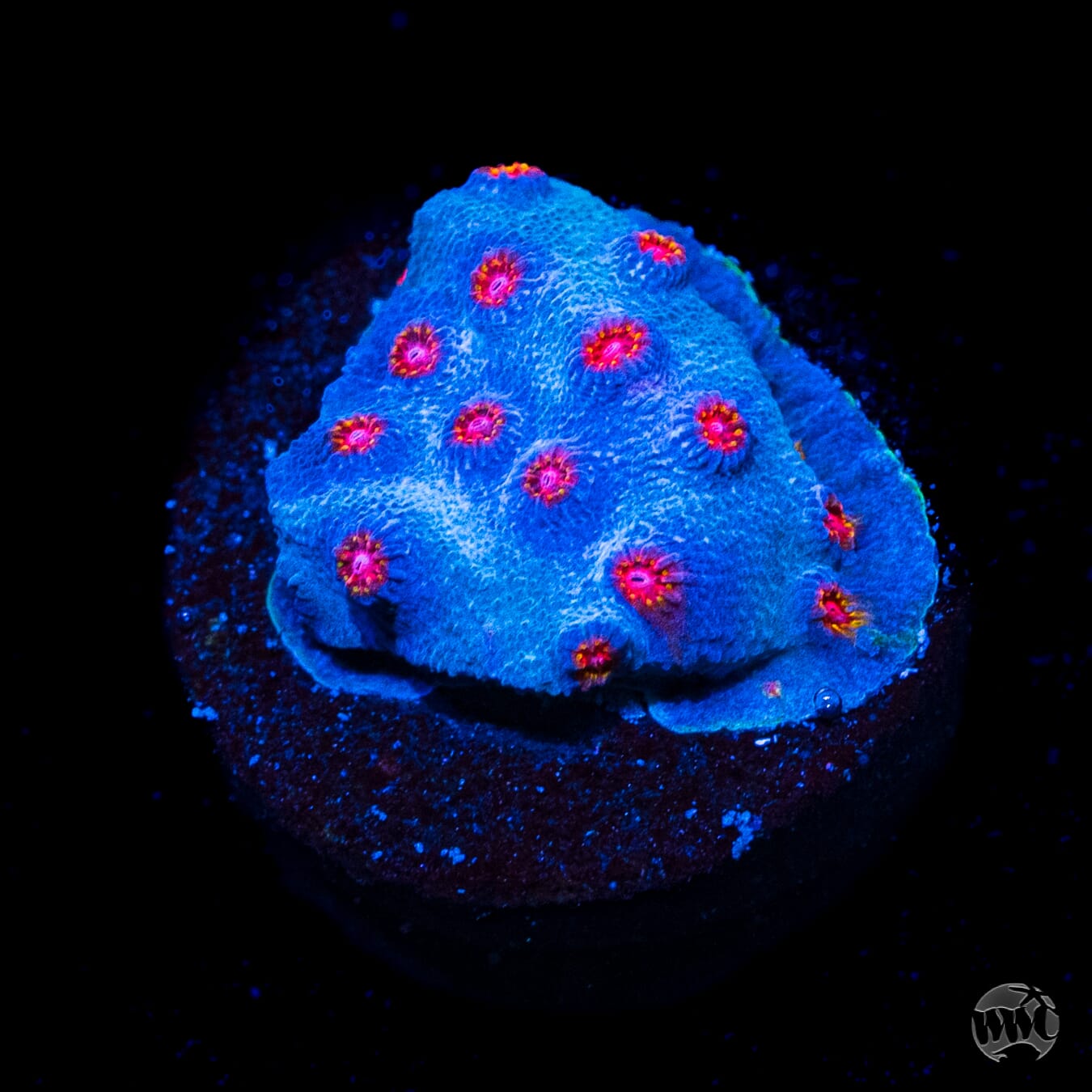 WWC Master Blaster Cyphastrea