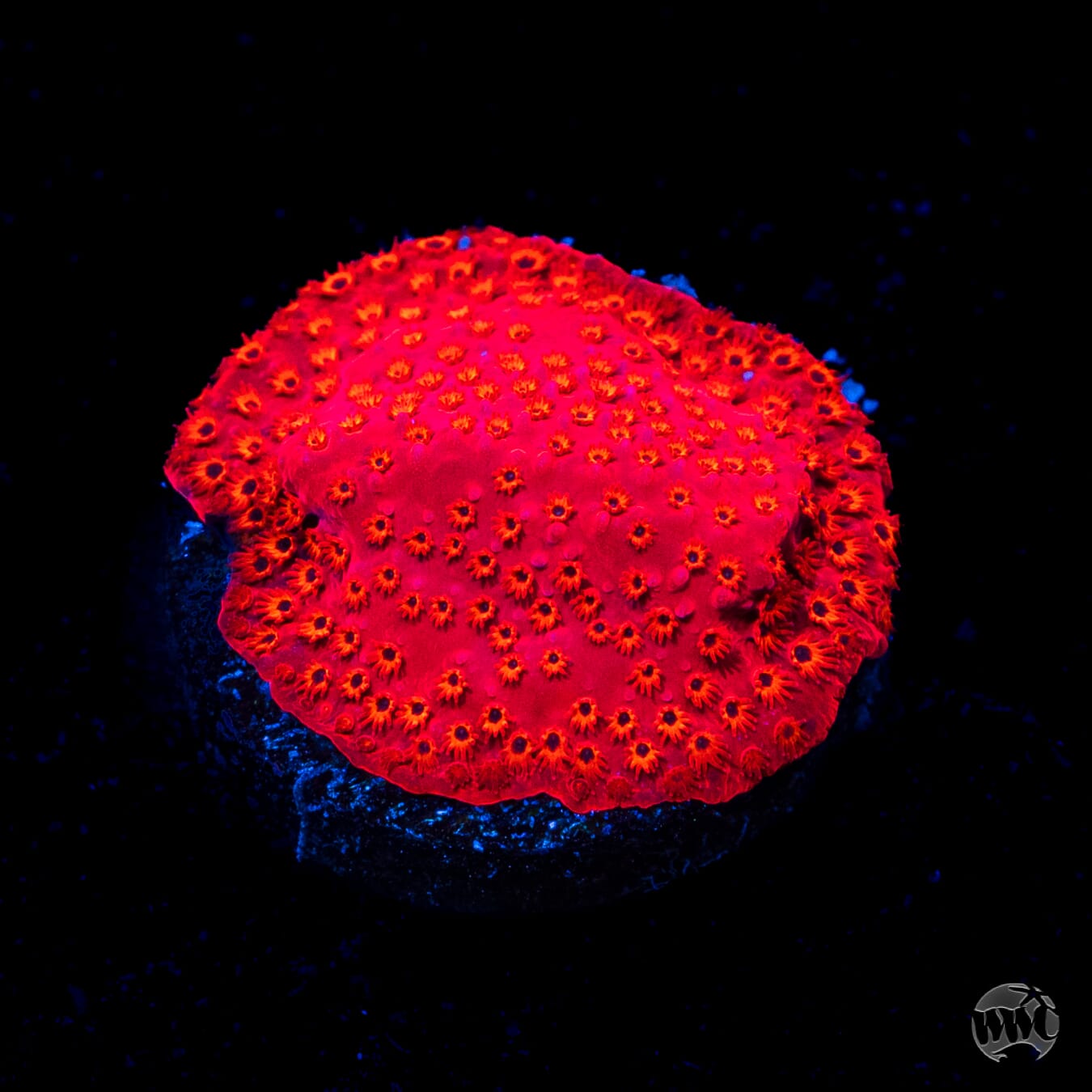 WWC Firecracker Stylocoeniella