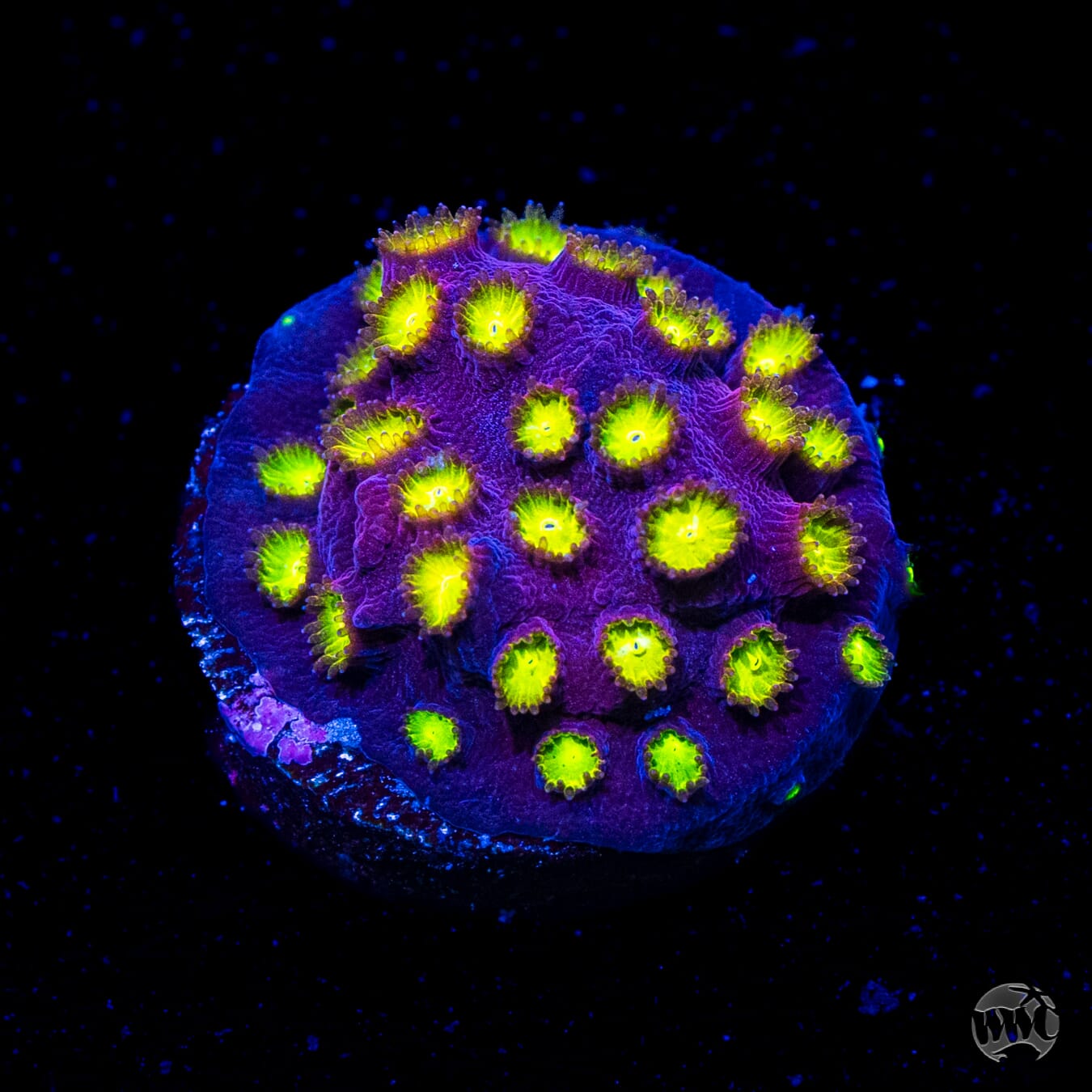 CB Bling Bling Cyphastrea