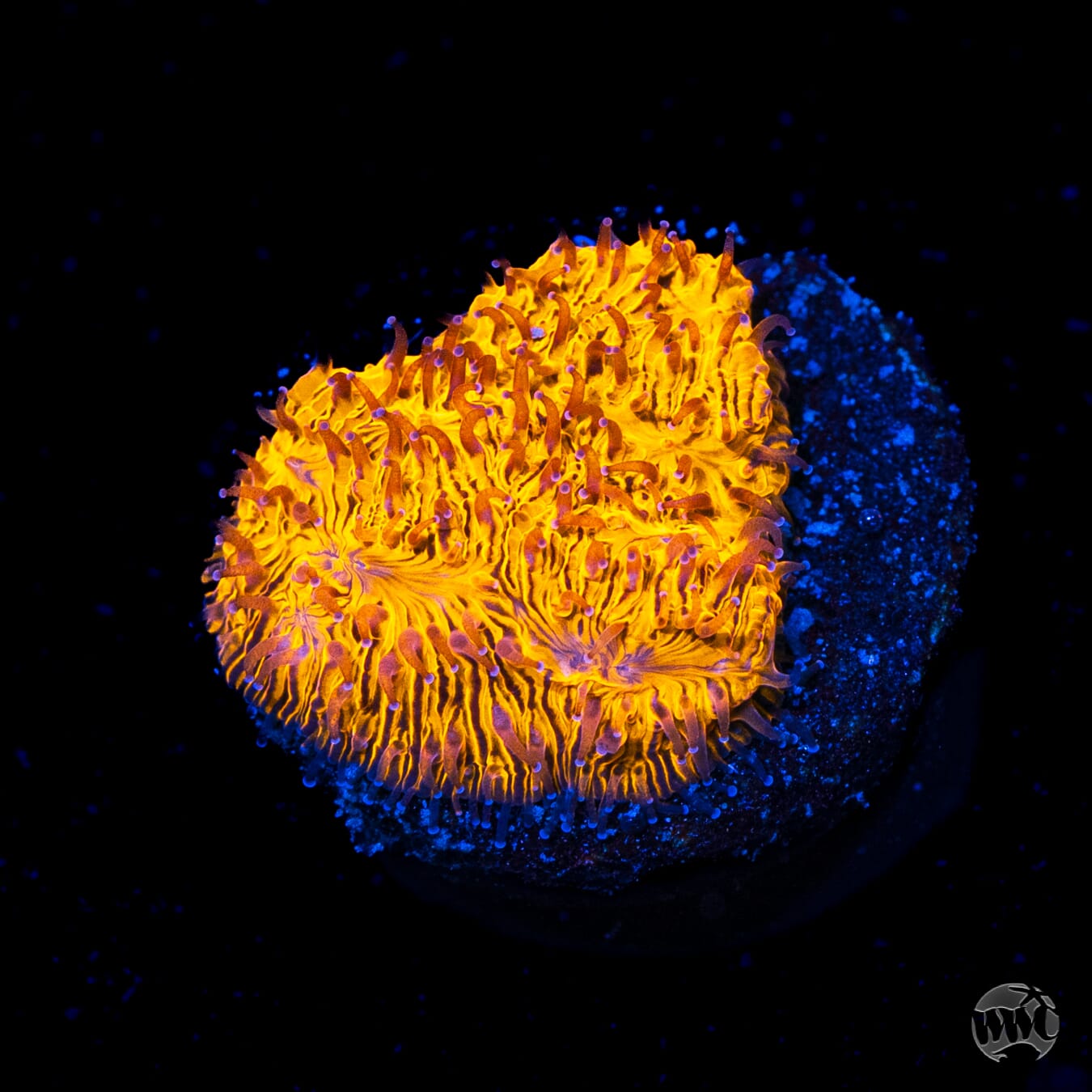 WWC 24K Lithophyllon