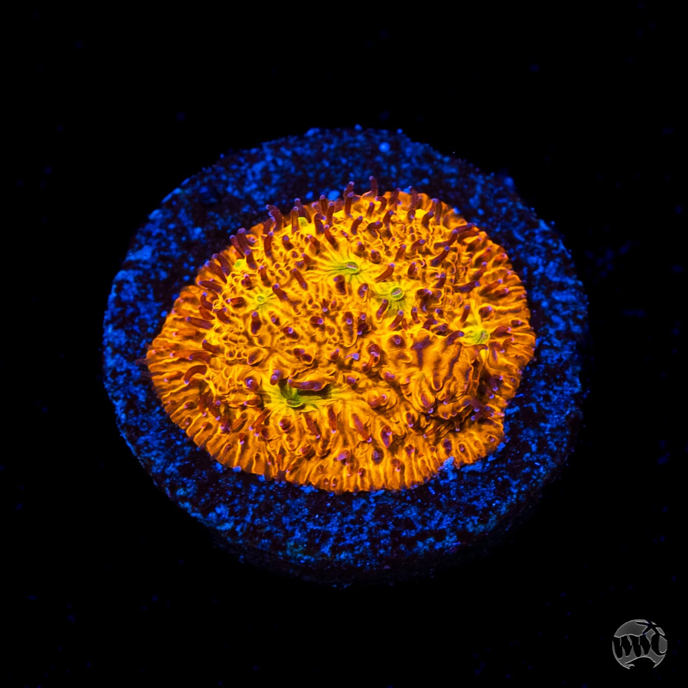 WWC C3PO Lithophyllon