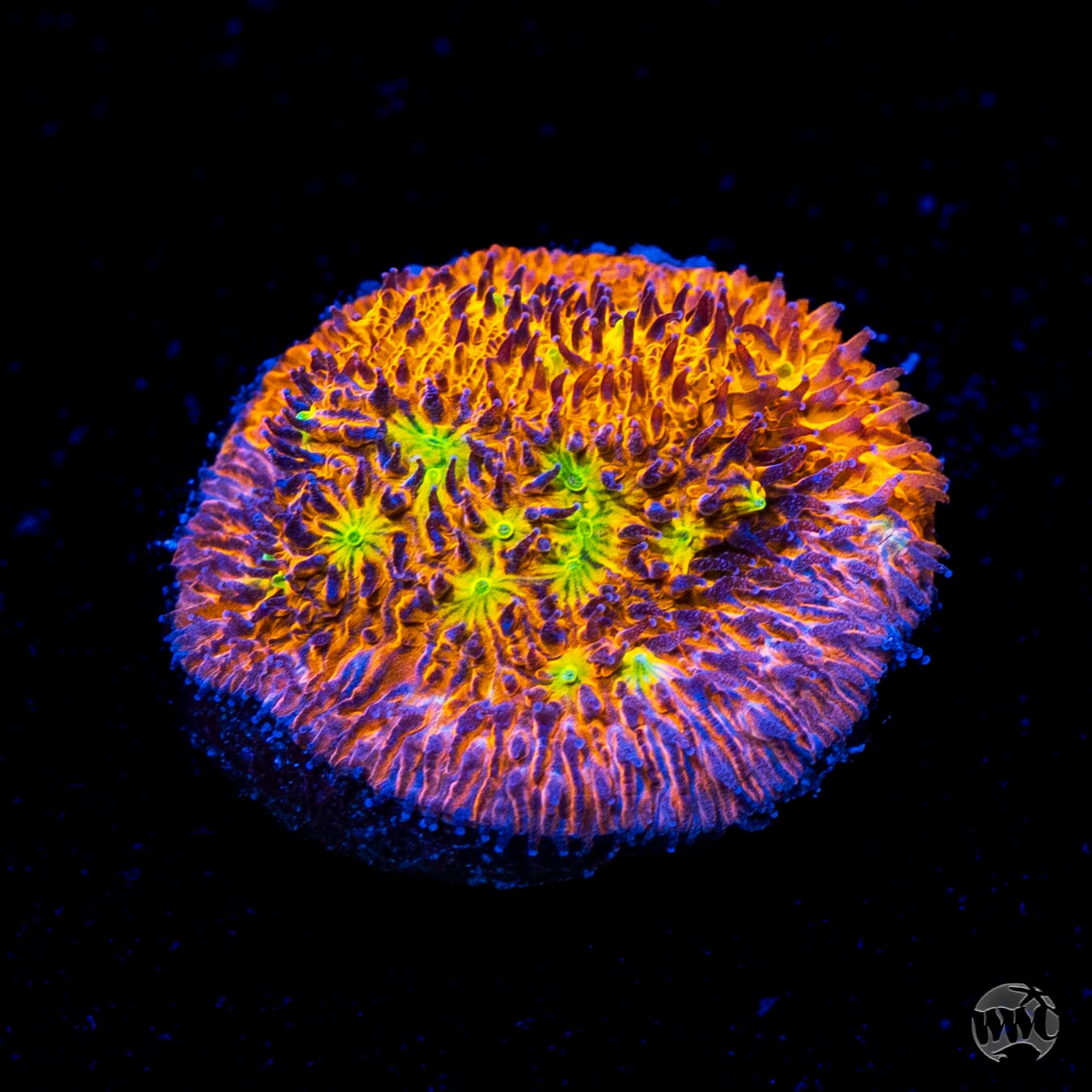 WWC Grafted C3PO Lithophyllon