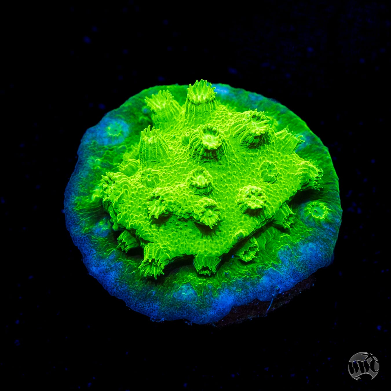 WWC Lime Green Cyphastrea