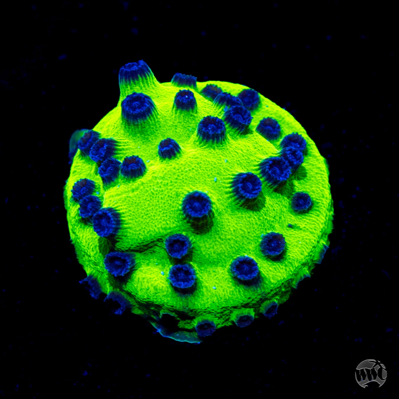 WWC Mardi Gras Cyphastrea