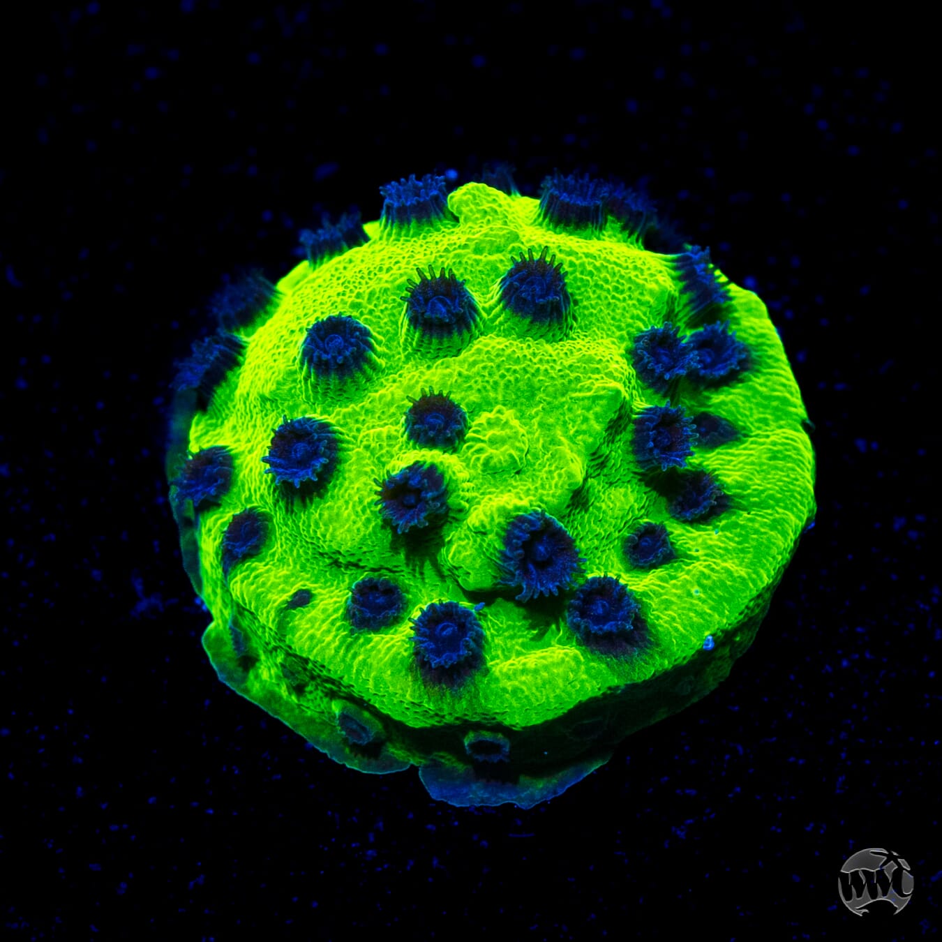 WWC Mardi Gras Cyphastrea