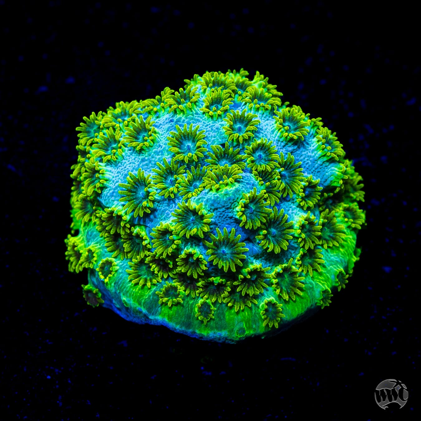 WWC Leafy Greens Cyphastrea
