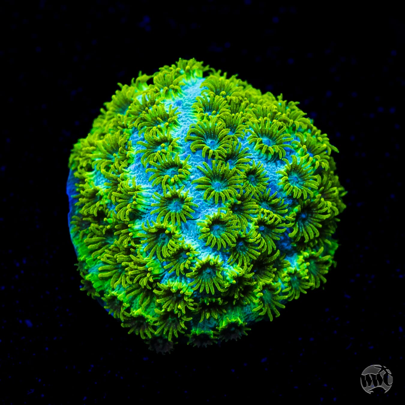 WWC Leafy Greens Cyphastrea