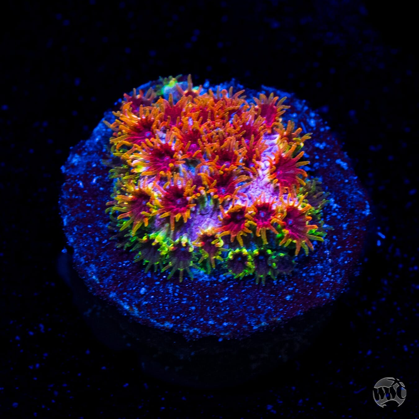 WWC Skittlez Bomb Cyphastrea