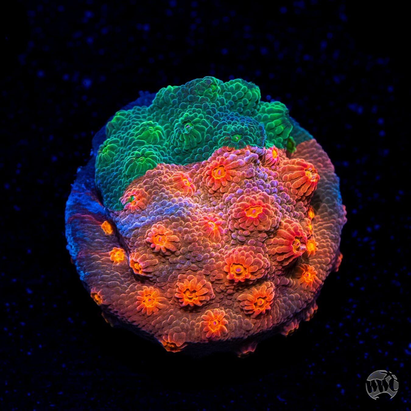 WWC Grafted Tutti Fruity Cyphastrea