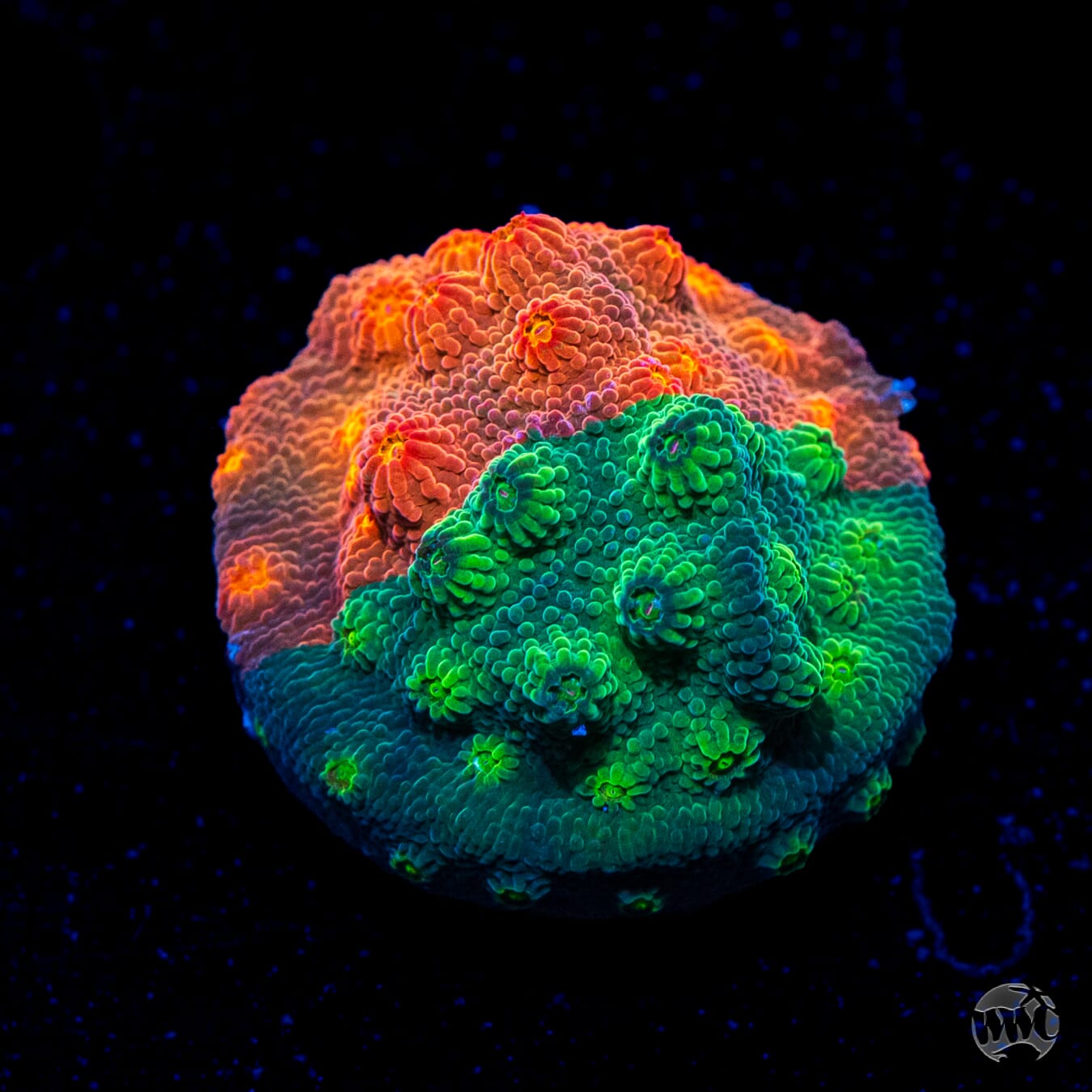 WWC Grafted Tutti Fruity Cyphastrea