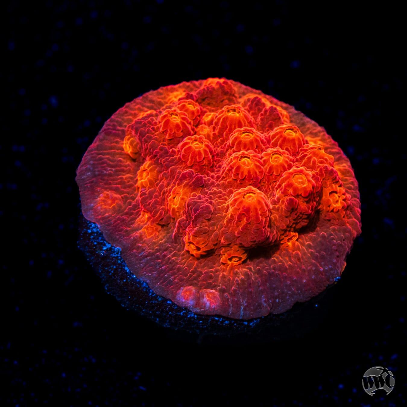WWC Flicka Flame Cyphastrea